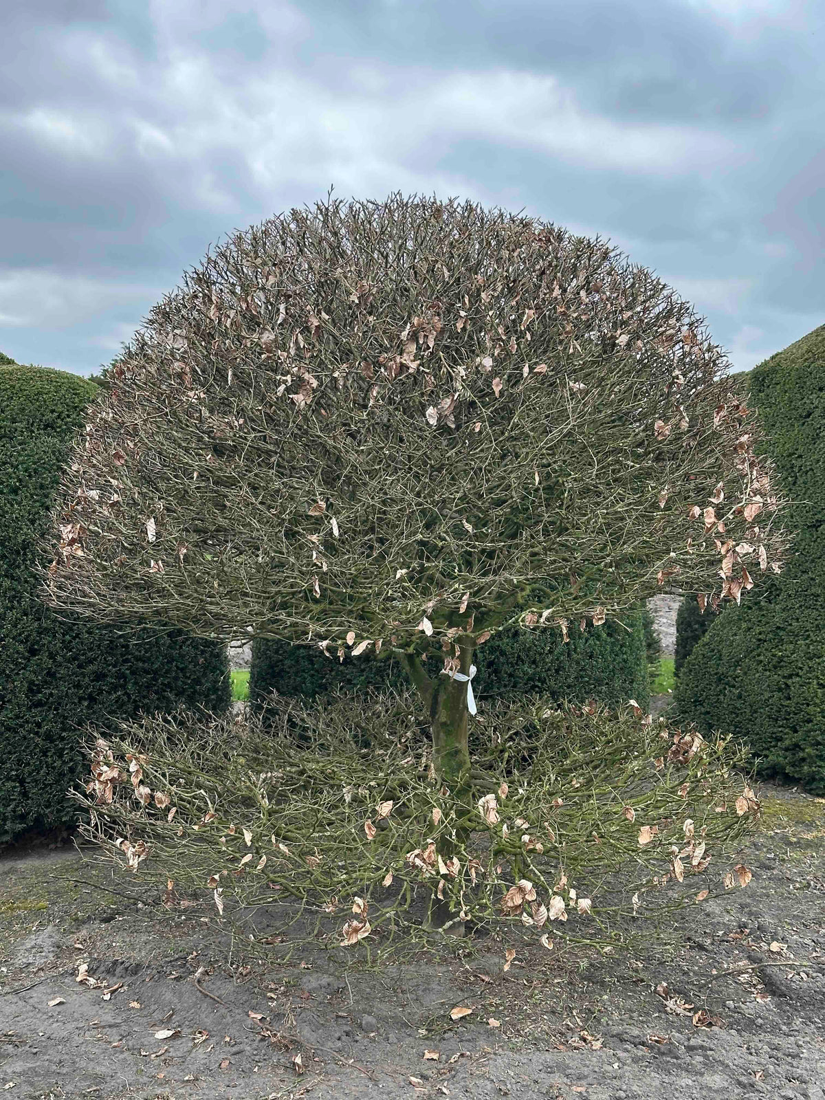 FS TOPIARY #198