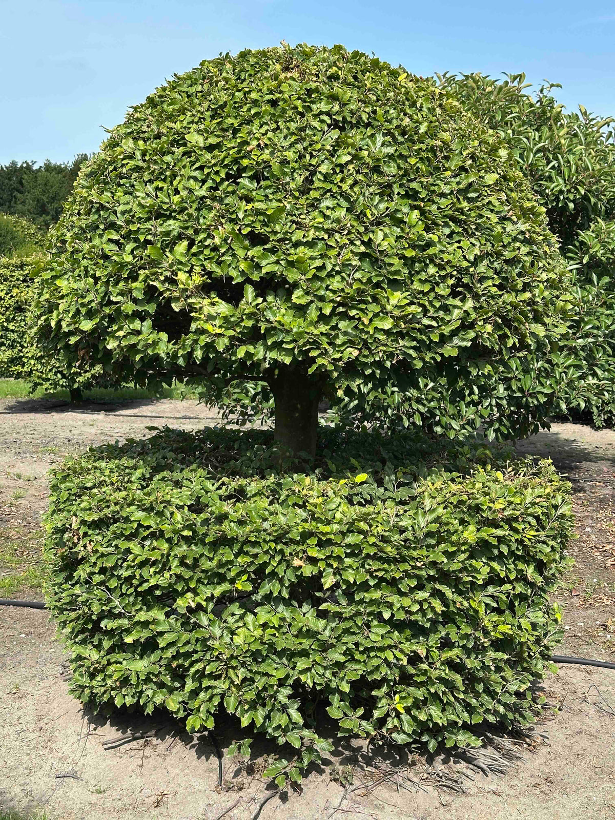 FS TOPIARY #199