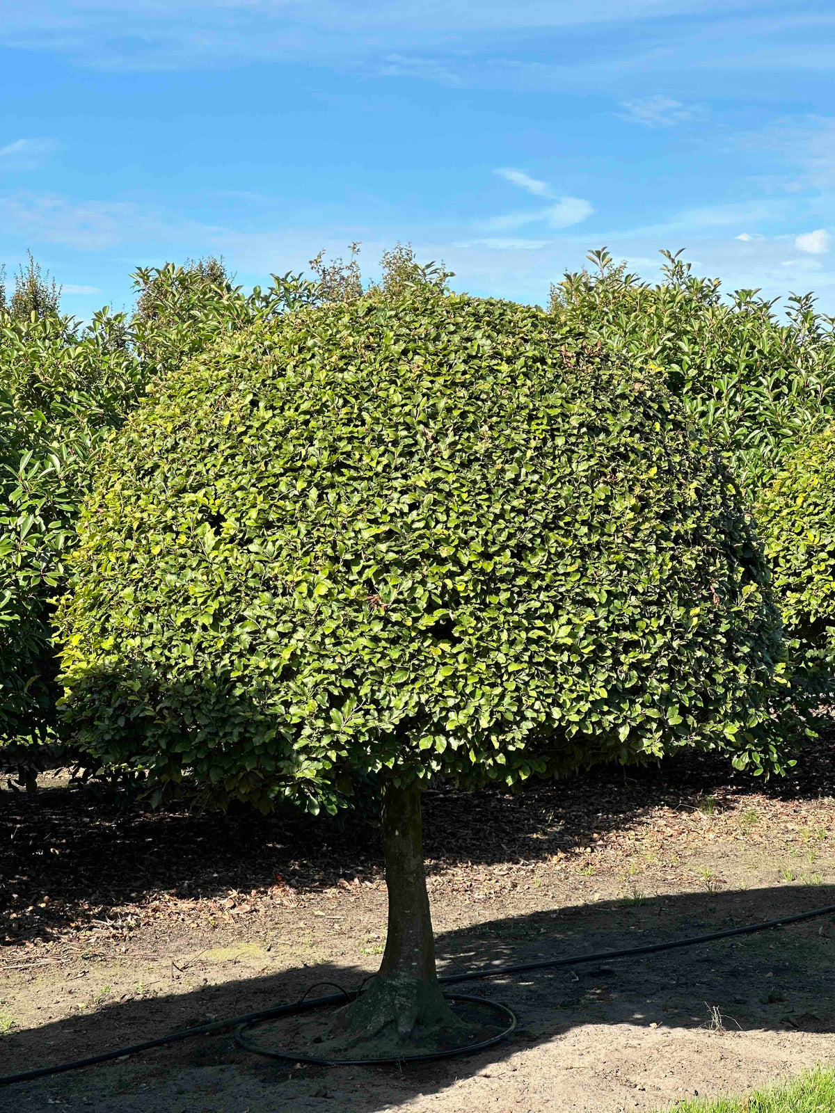 FS TOPIARY #204