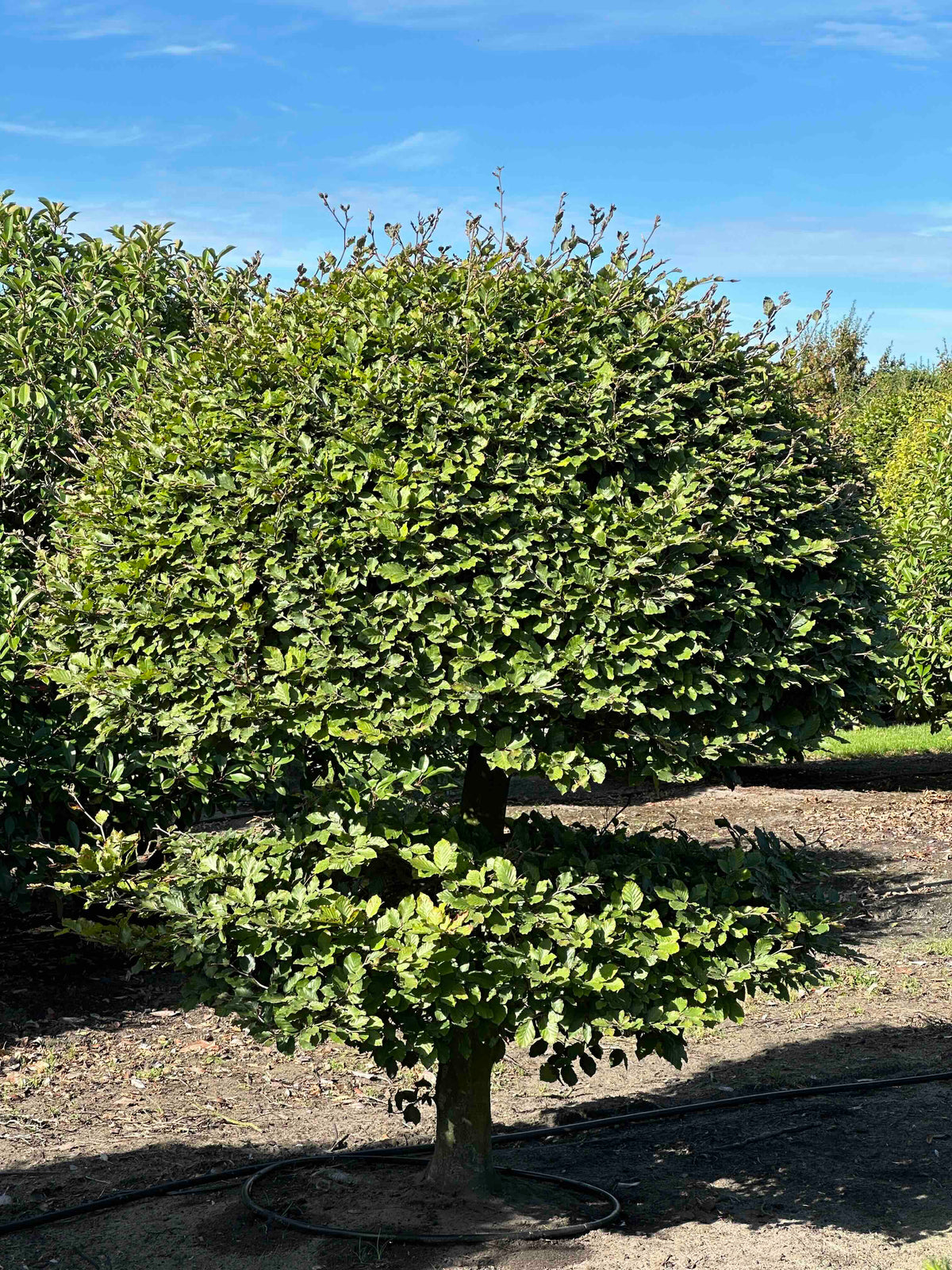 FS TOPIARY #214