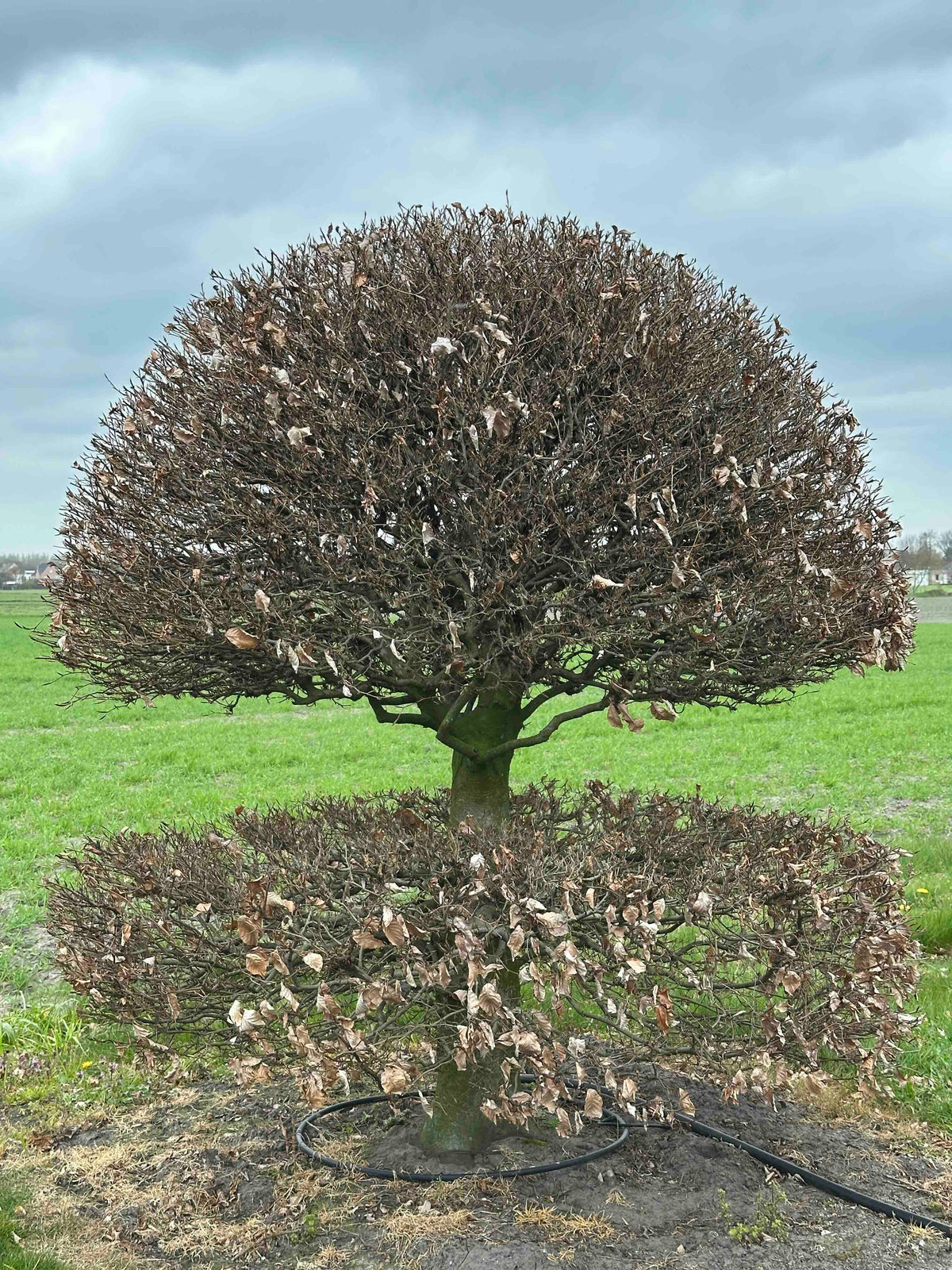 FS TOPIARY #240