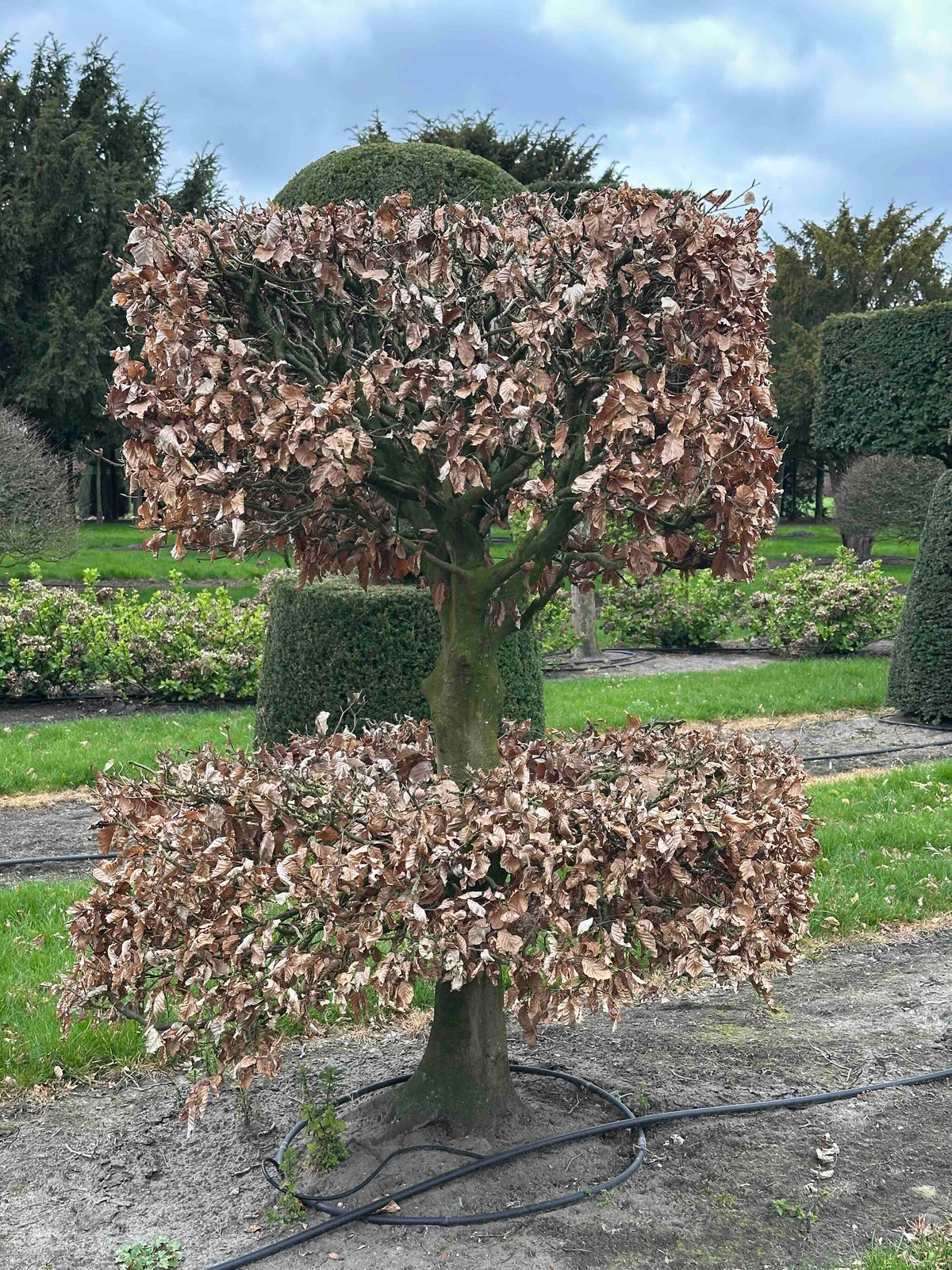 FS TOPIARY #247