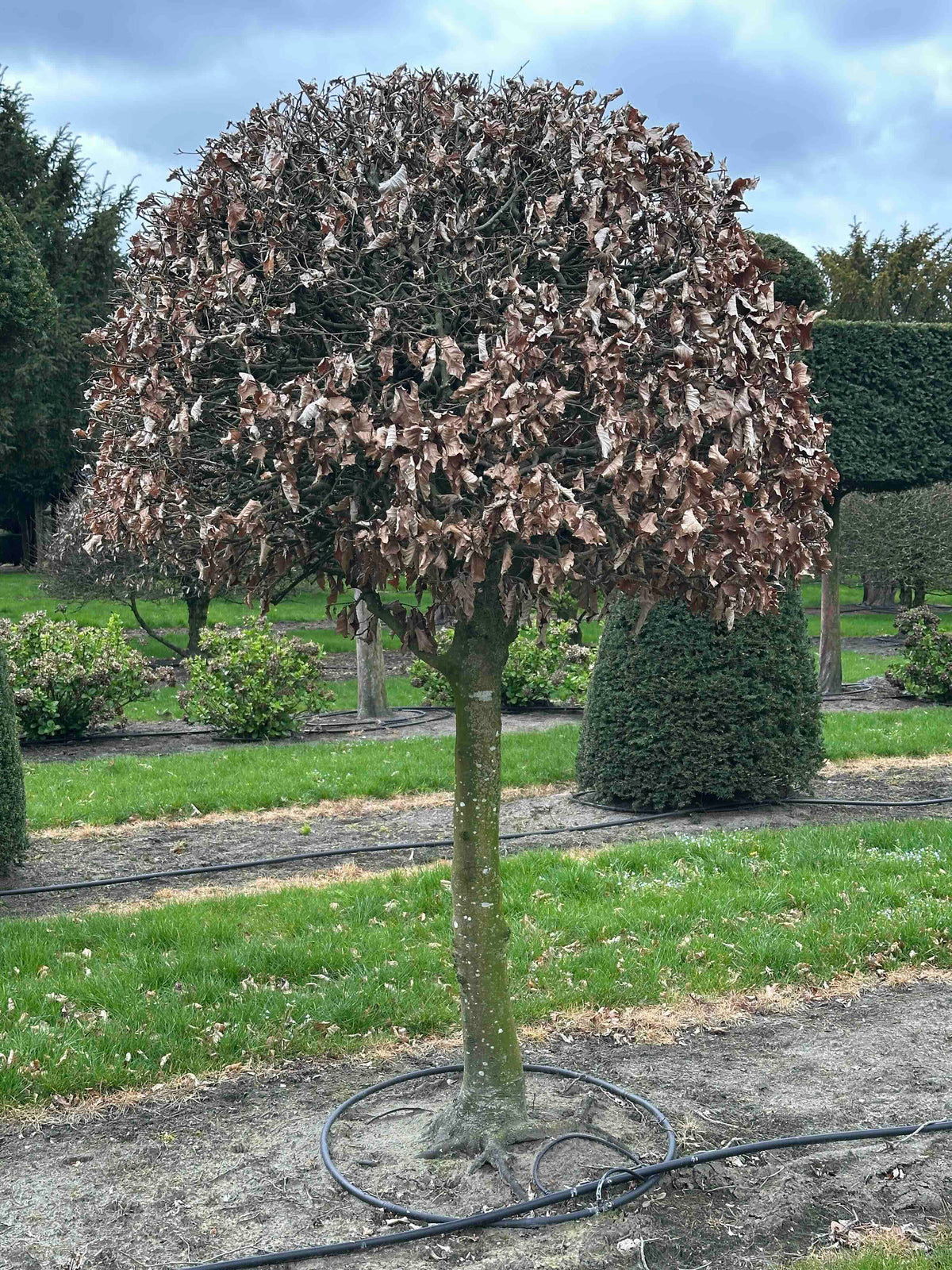 FS TOPIARY #248
