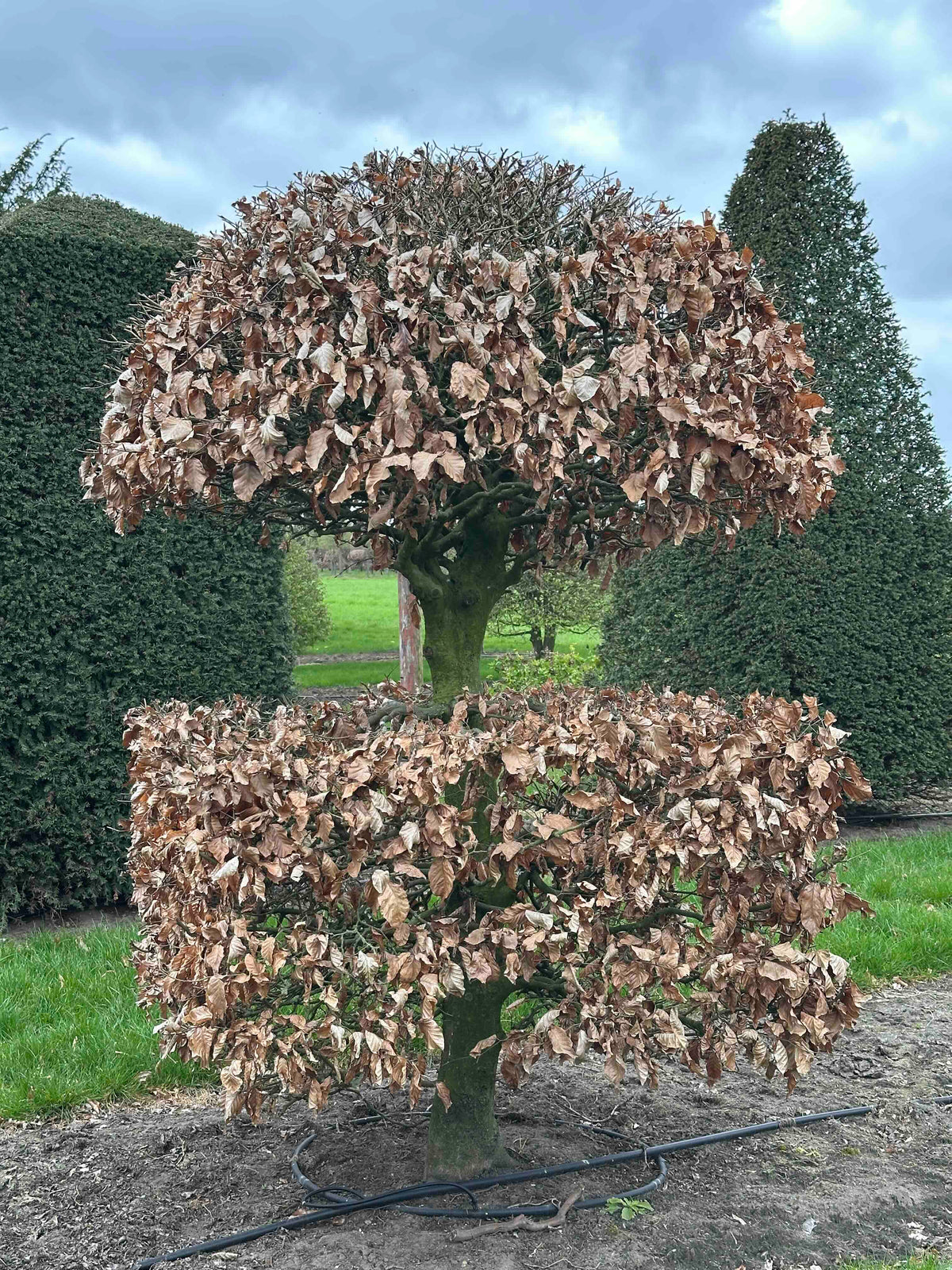 FS TOPIARY #257