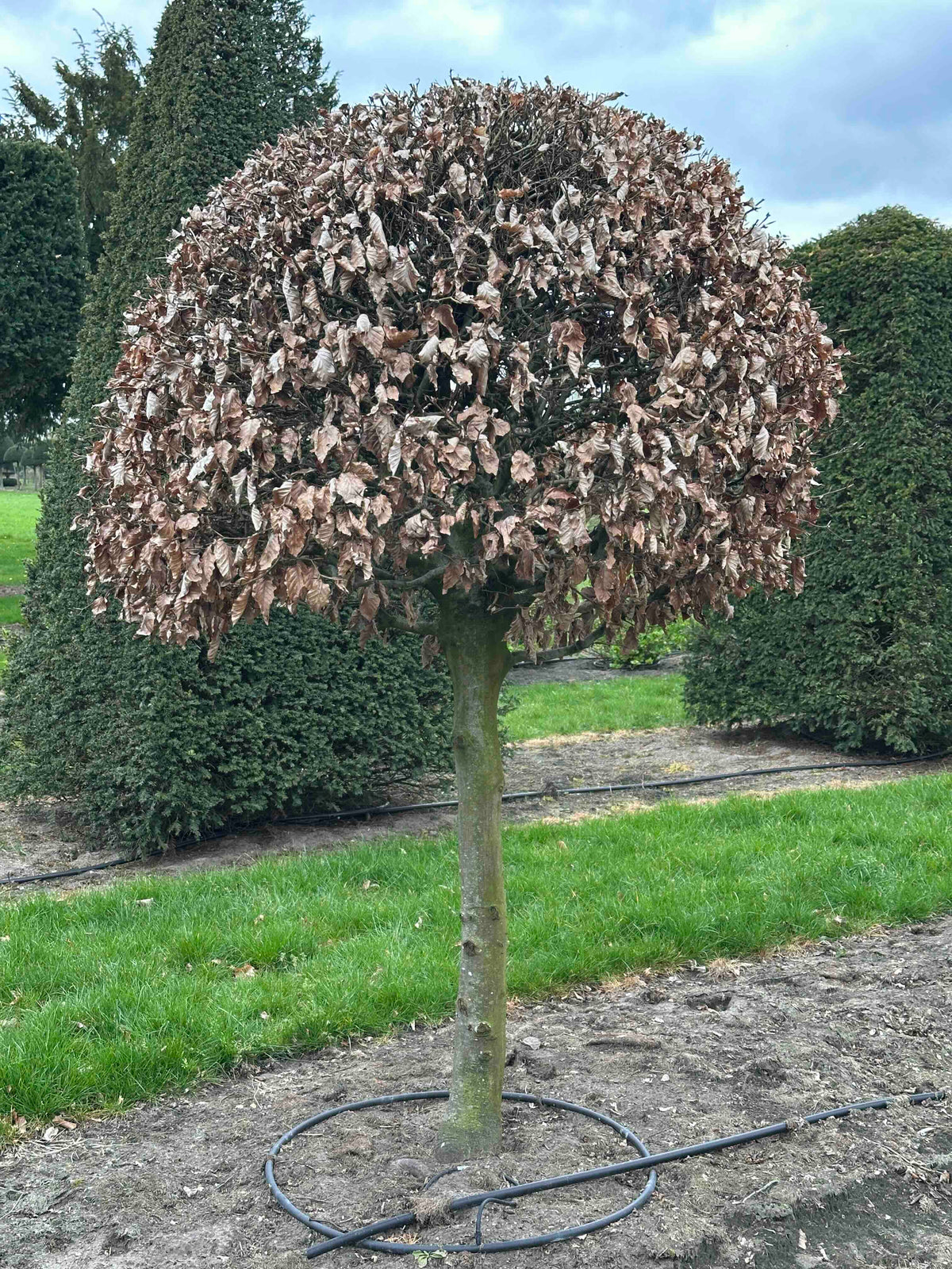 FS TOPIARY #258