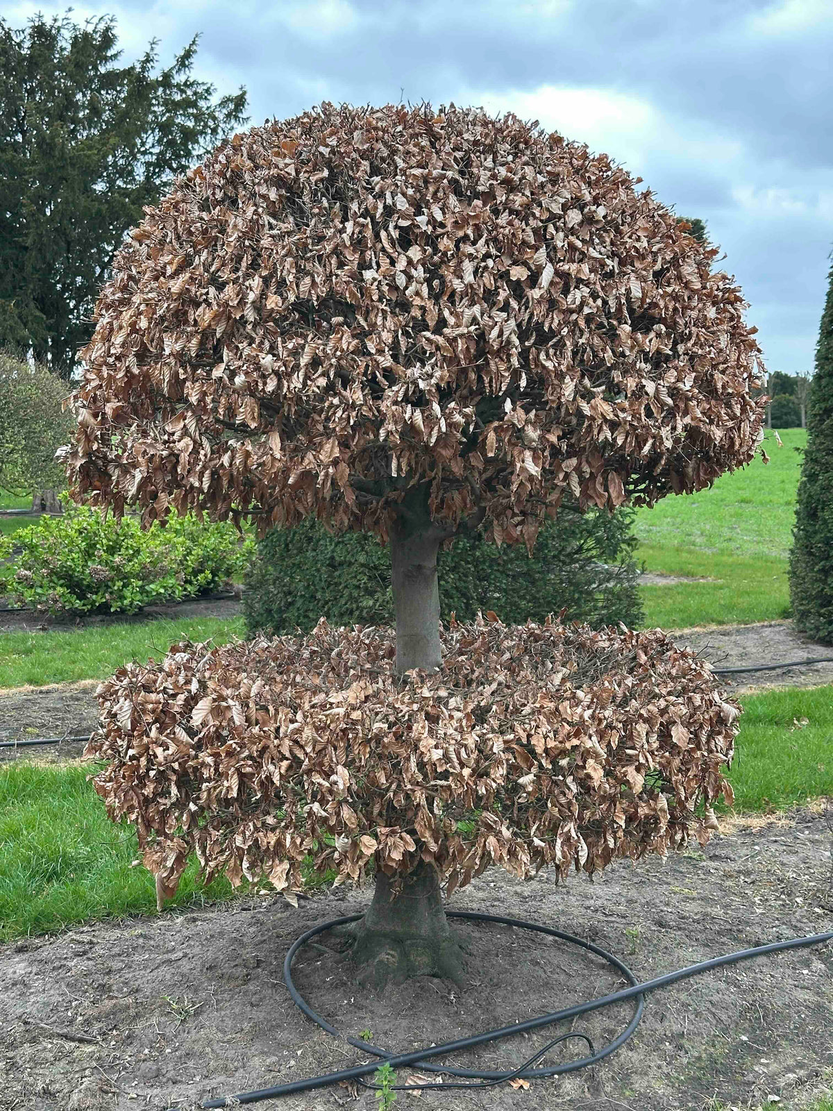 FS TOPIARY #259