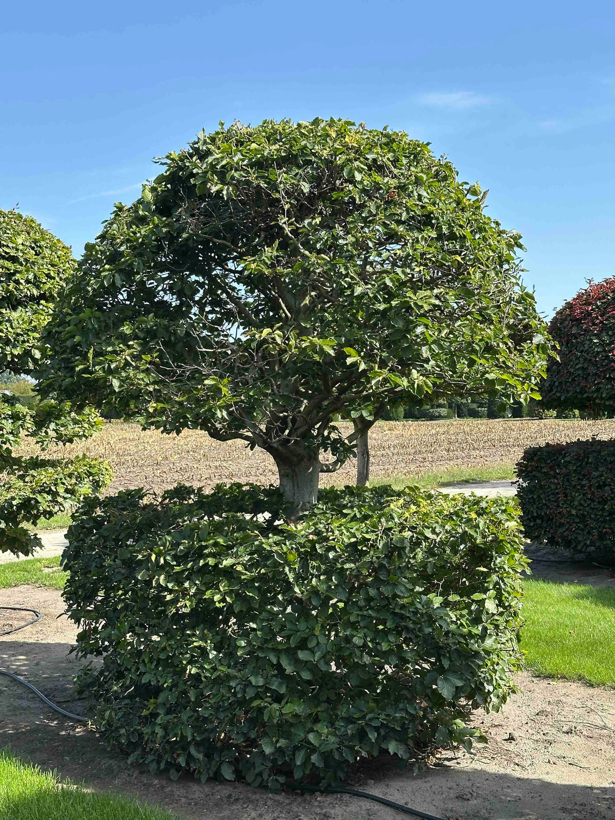 FS TOPIARY #266