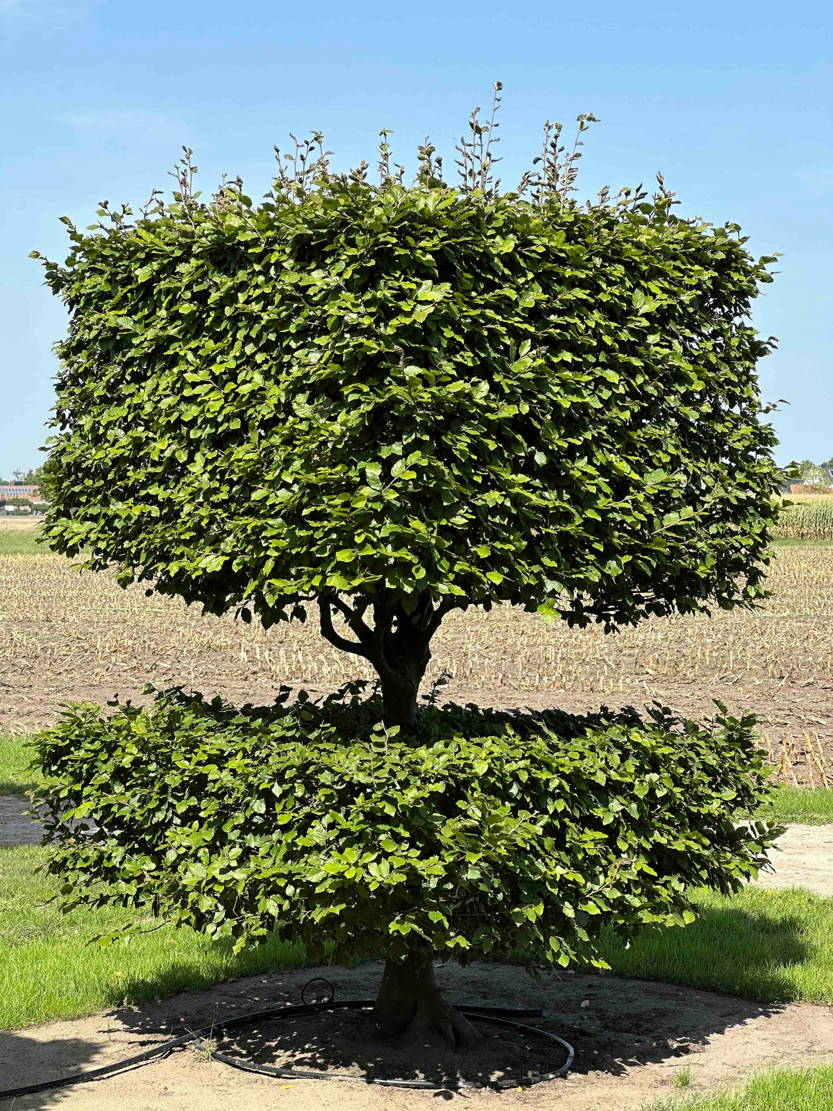 FS TOPIARY #041
