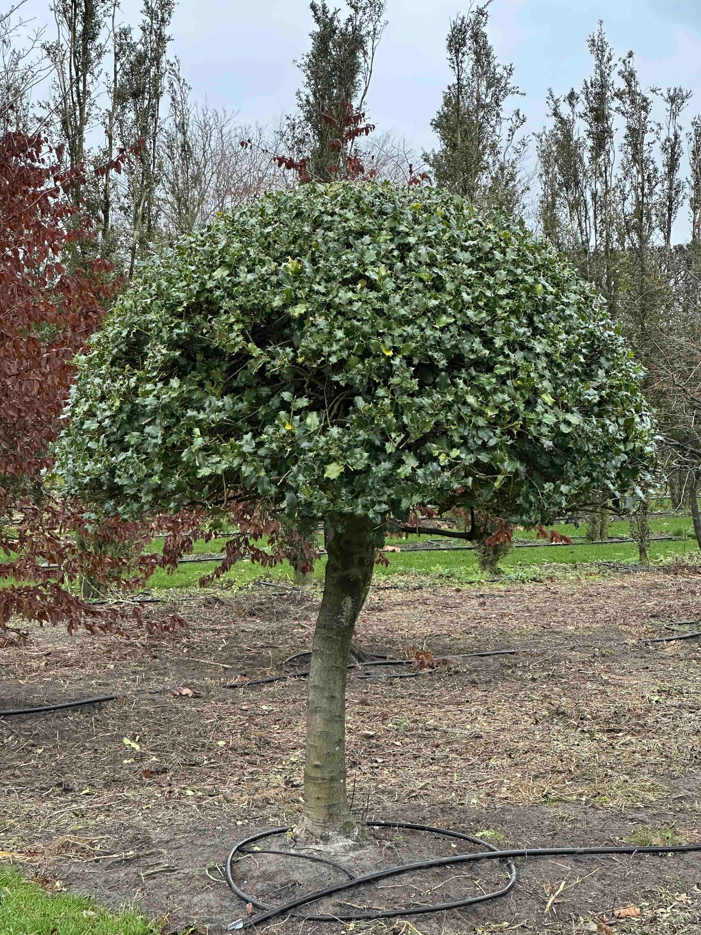 IA TOPIARY #001