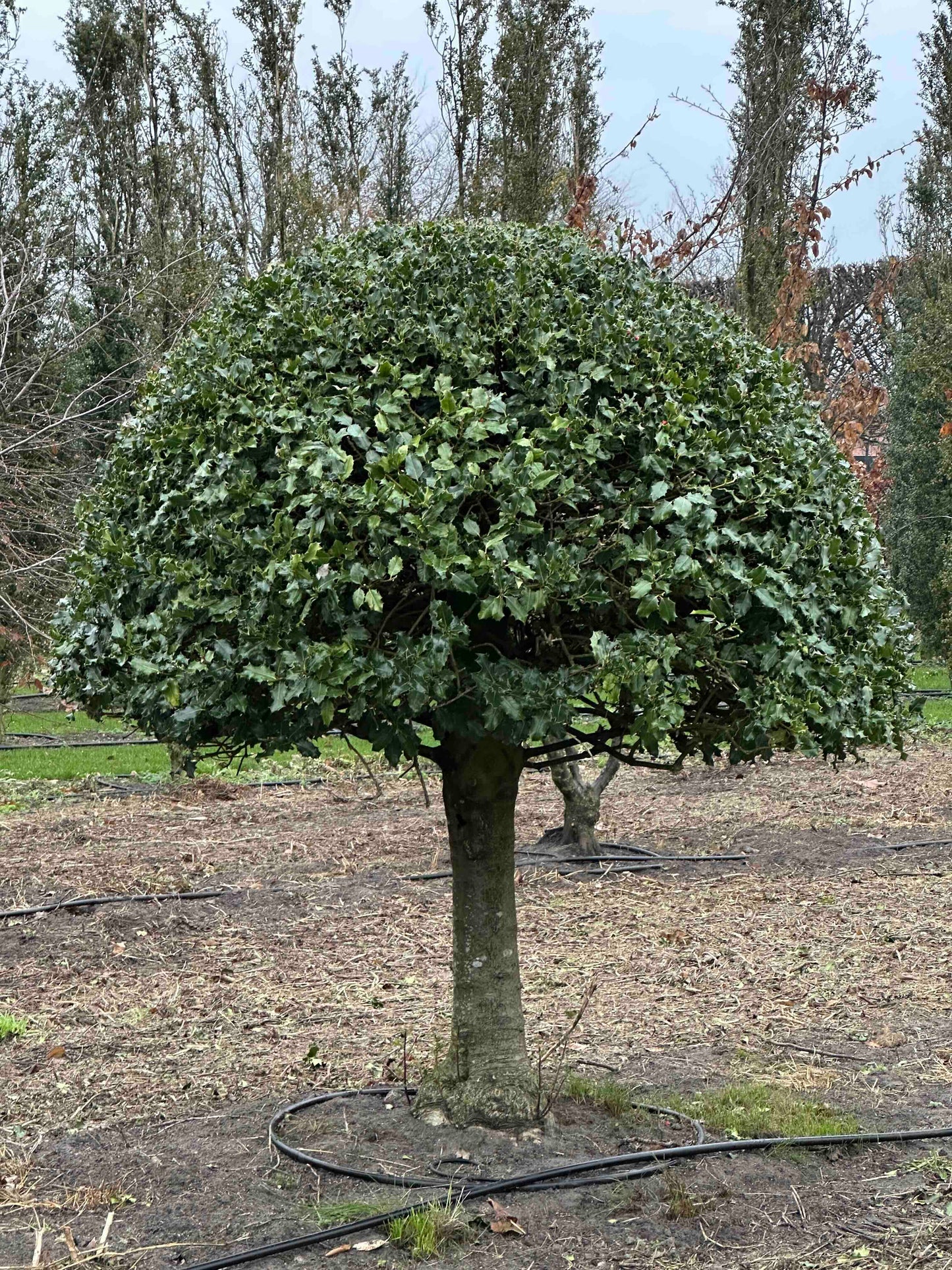 IA TOPIARY #003