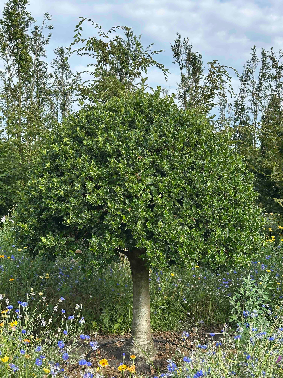 IA TOPIARY #004