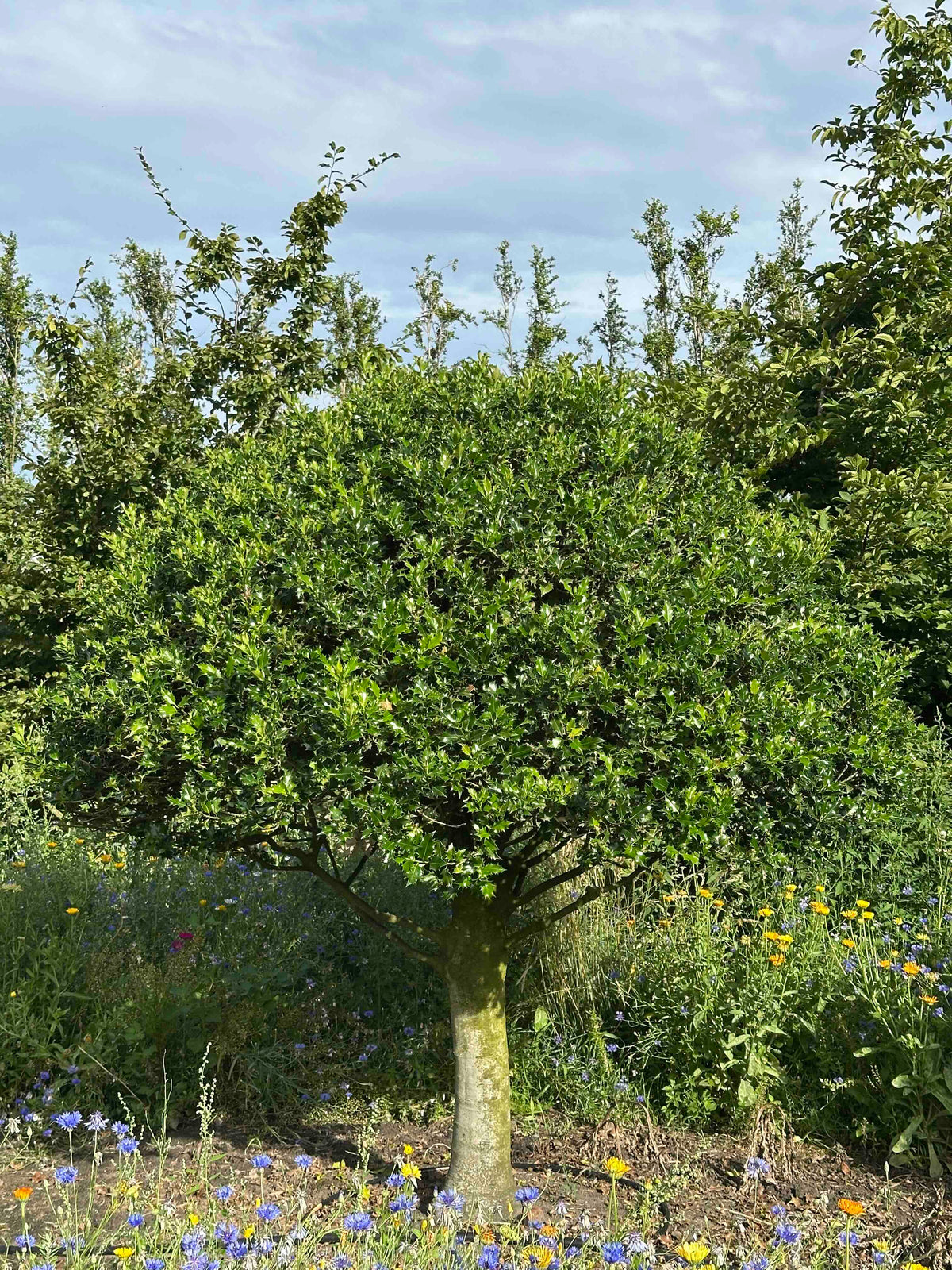IA TOPIARY #005