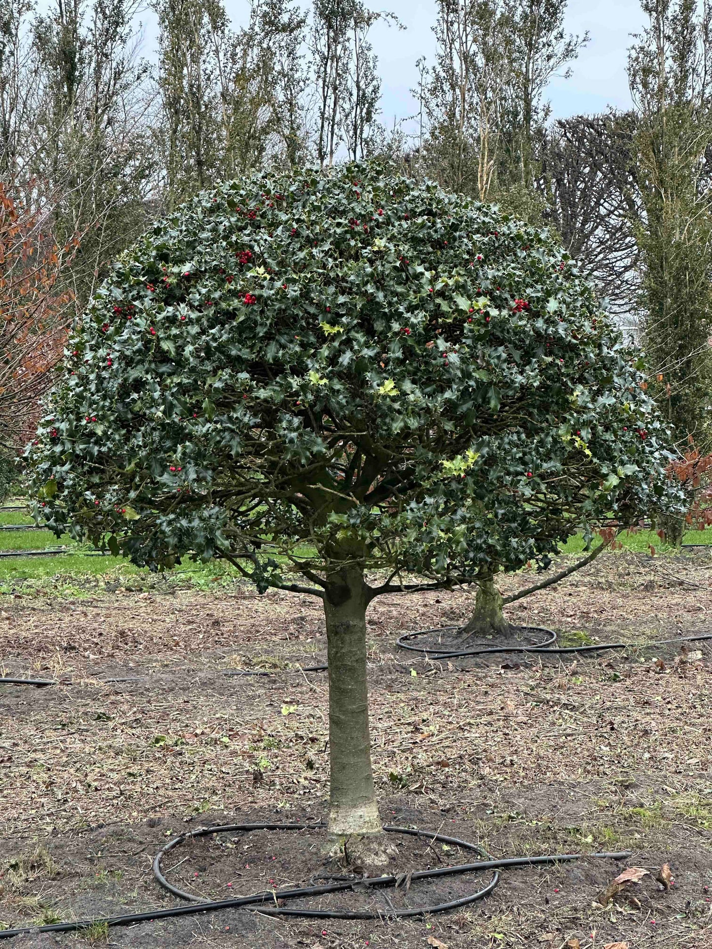 IA TOPIARY #005
