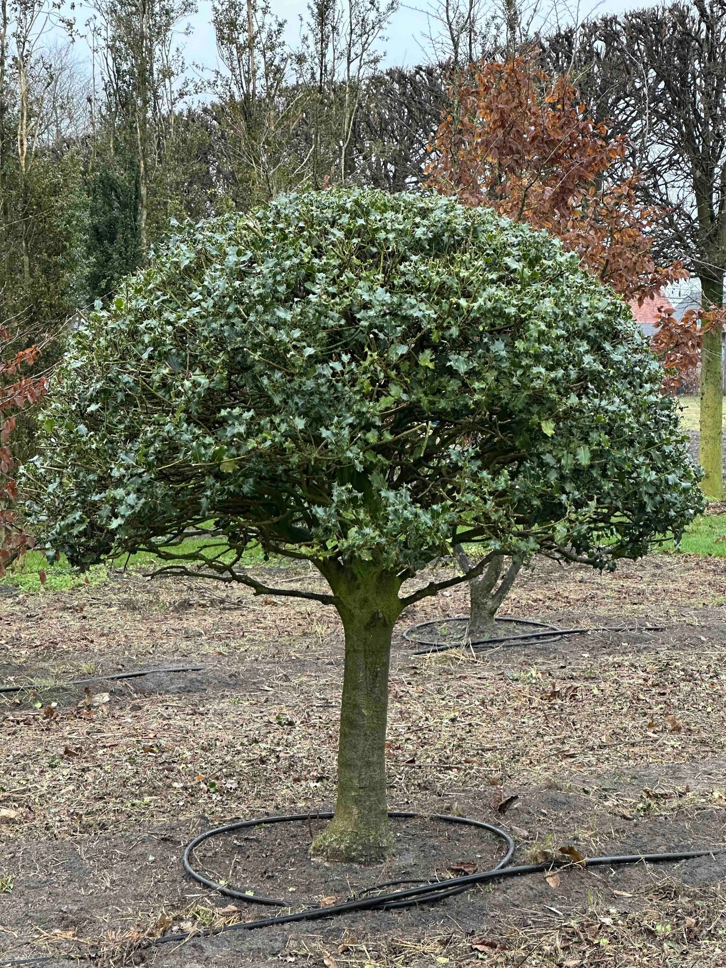 IA TOPIARY #007