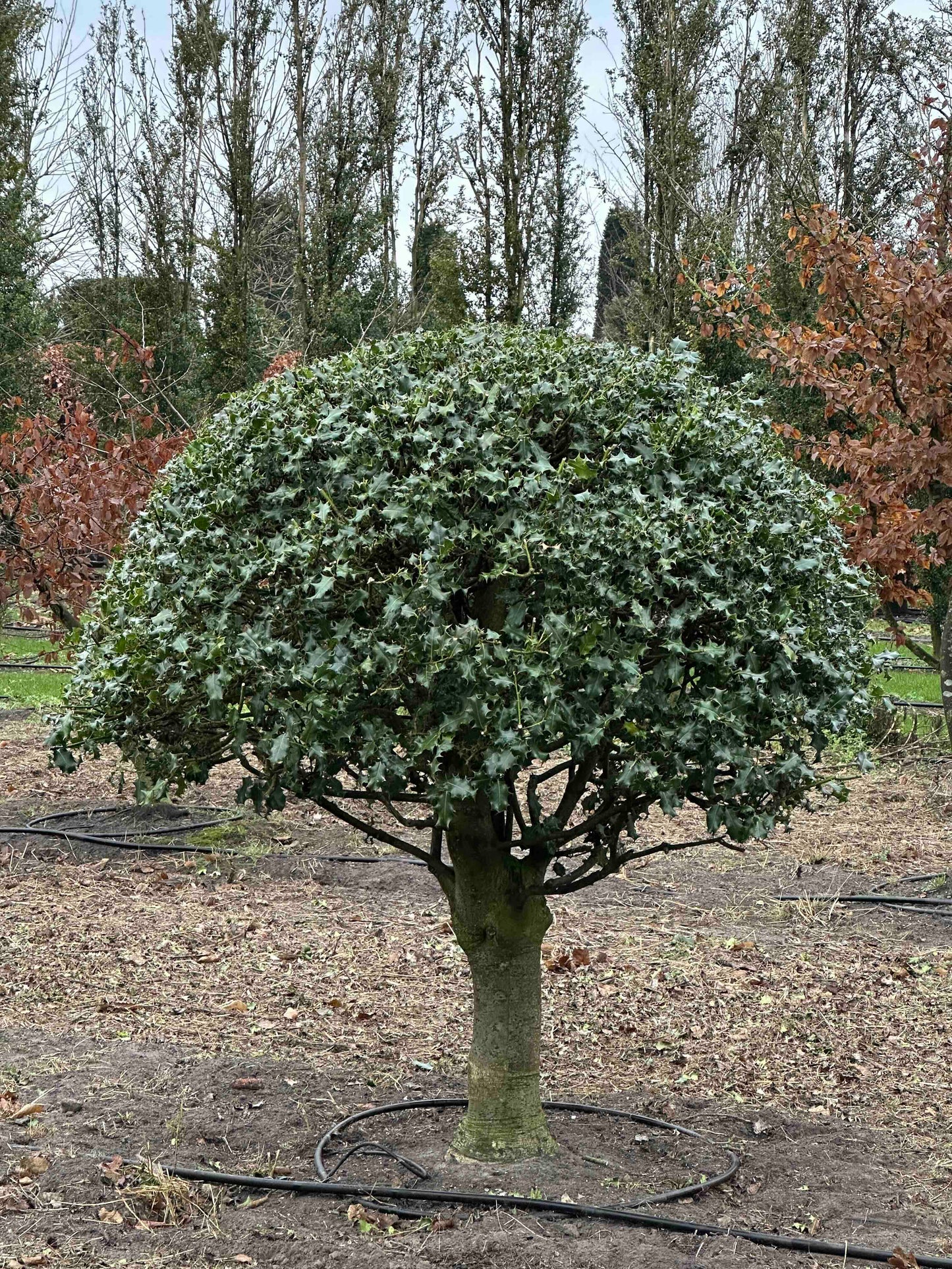 IA TOPIARY #008