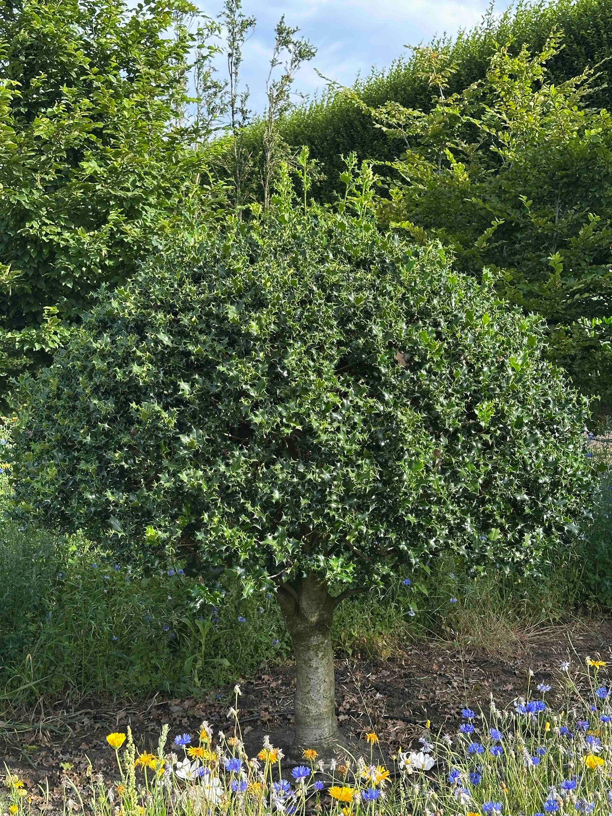 IA TOPIARY #008