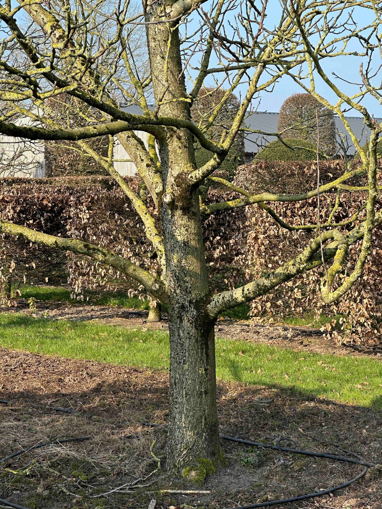 JR TREE #003