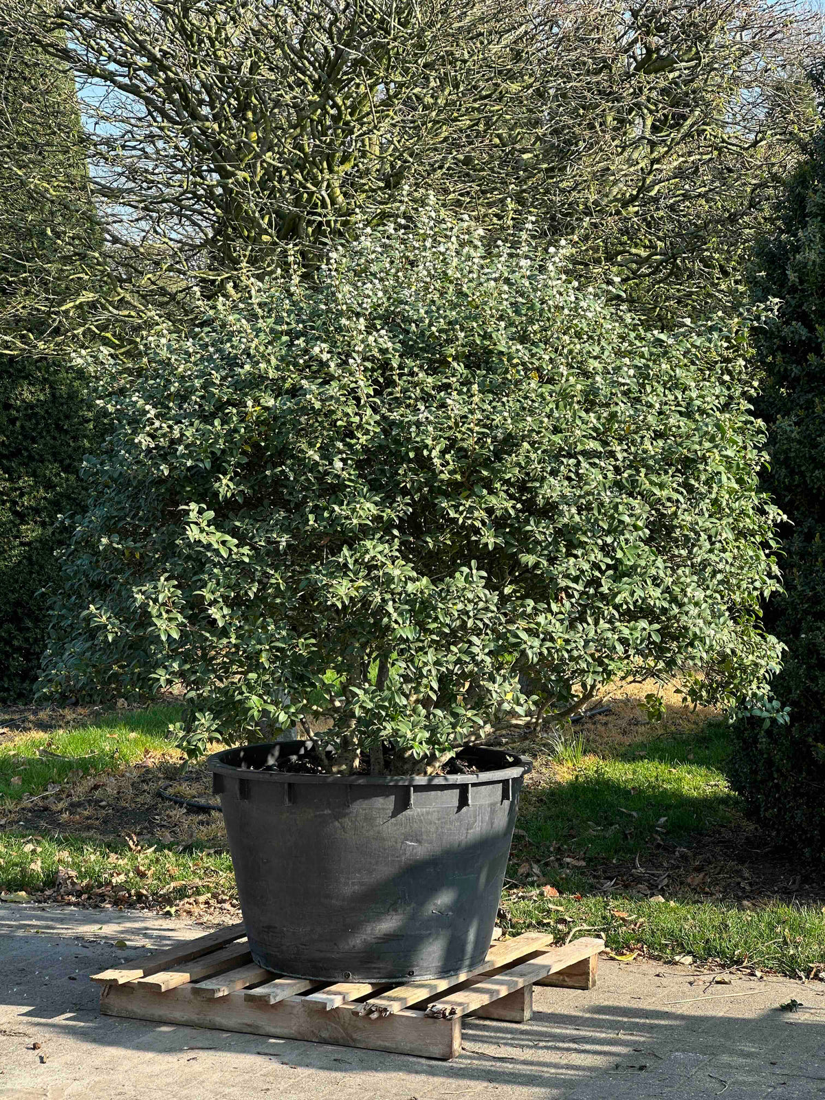 OB TOPIARY #002