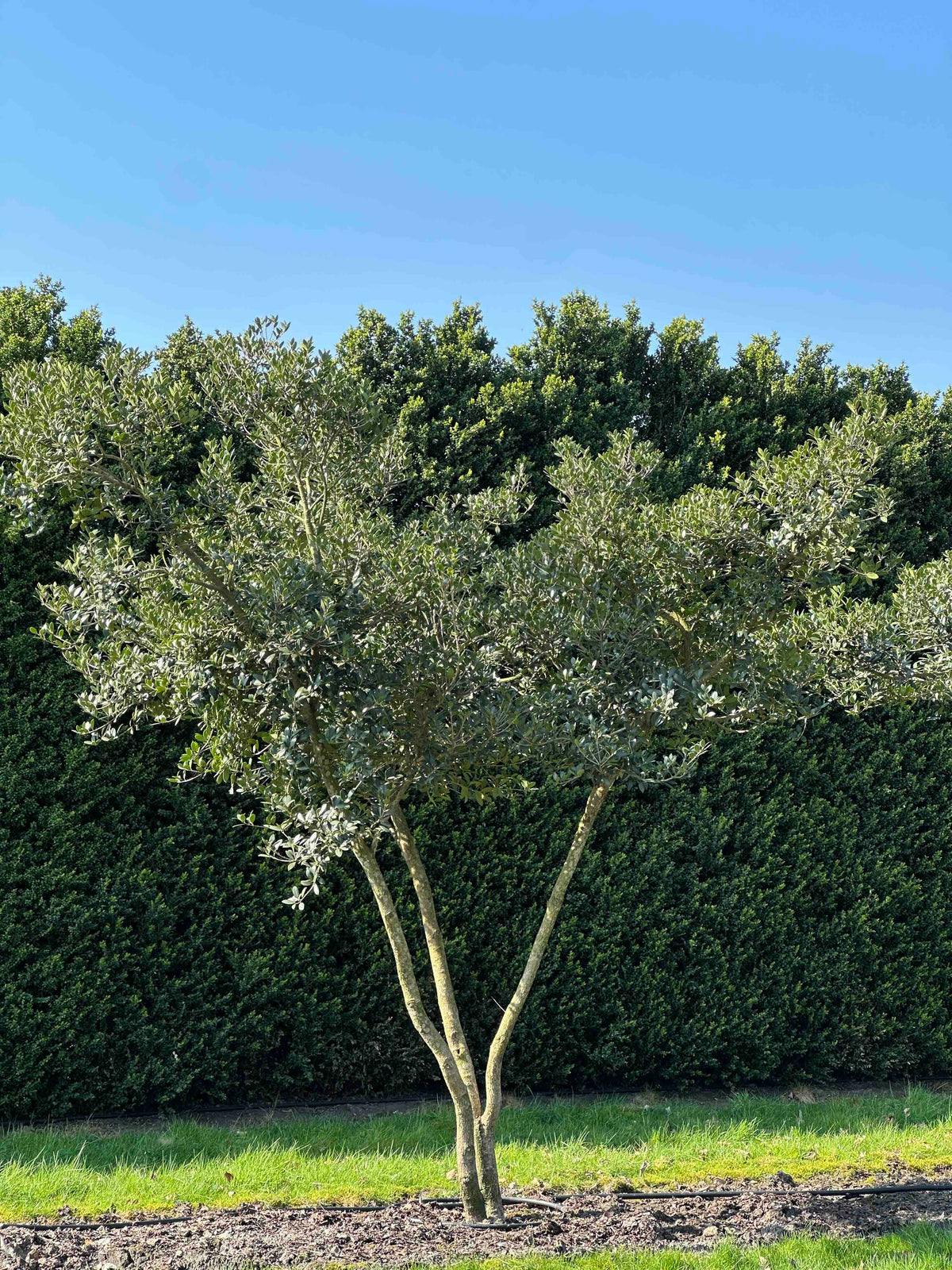 OH TREE #002