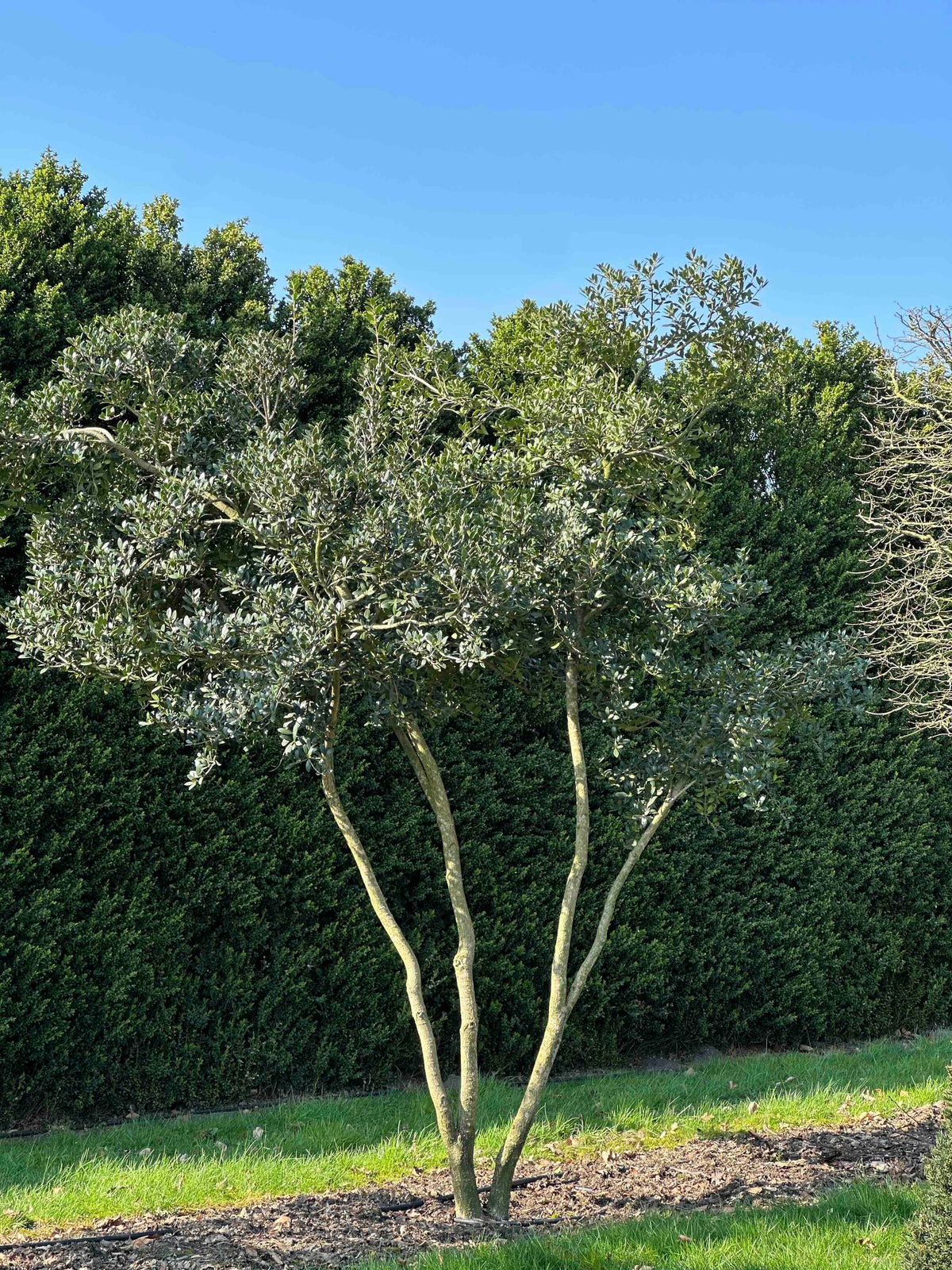 OH TREE #004