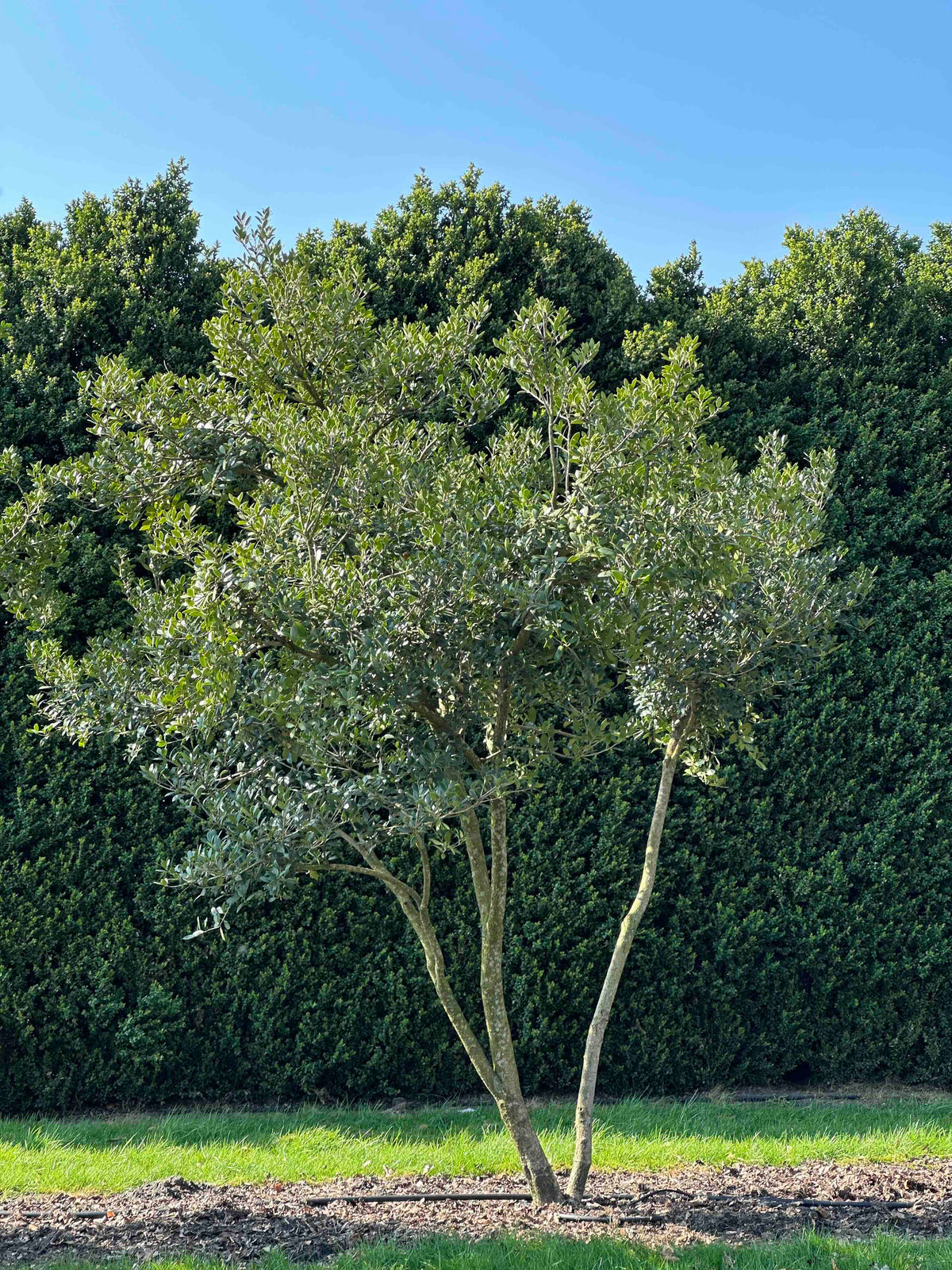 OH TREE #006