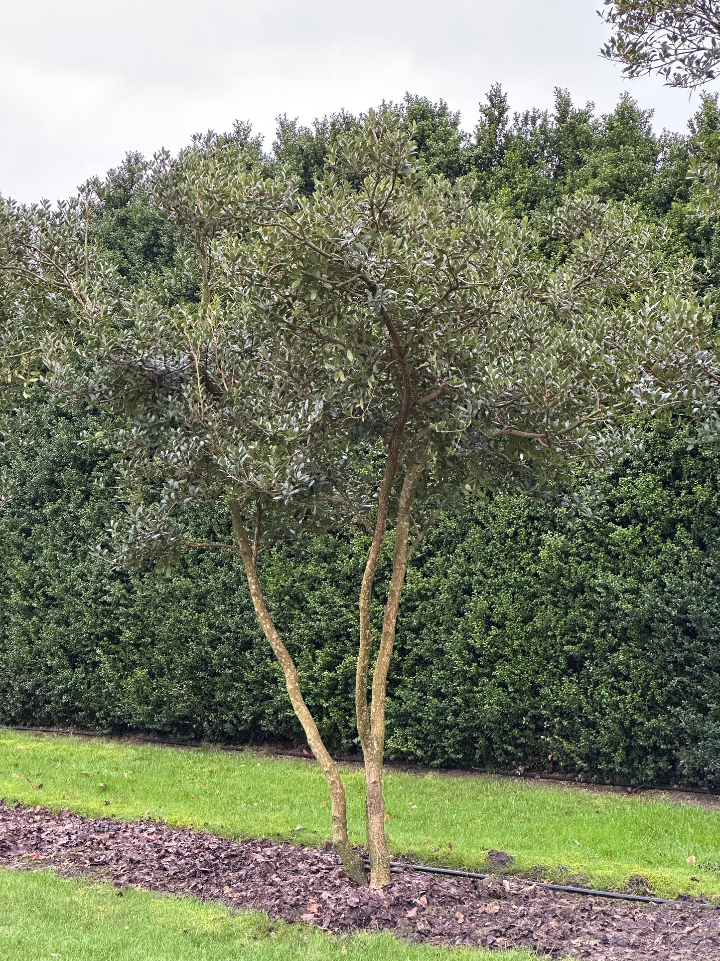 OH TREE #002