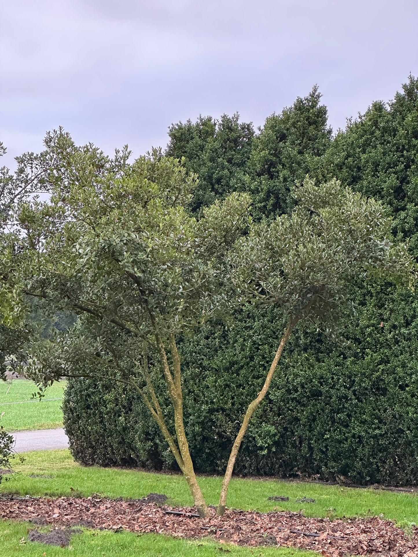 OH TREE #006