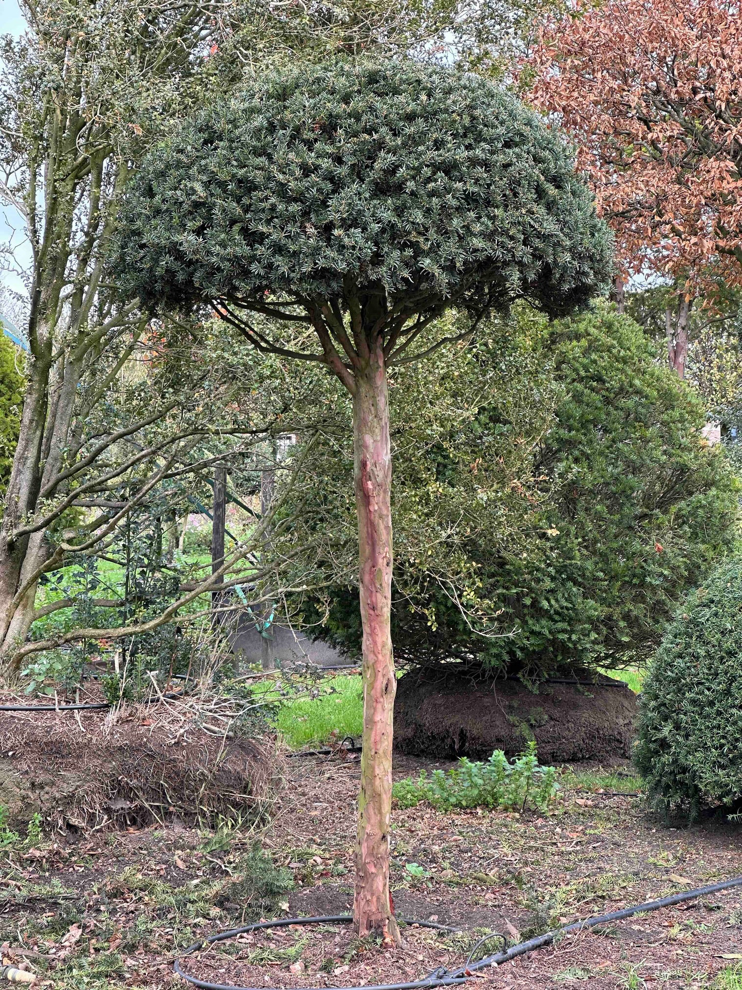 TB TOPIARY #519