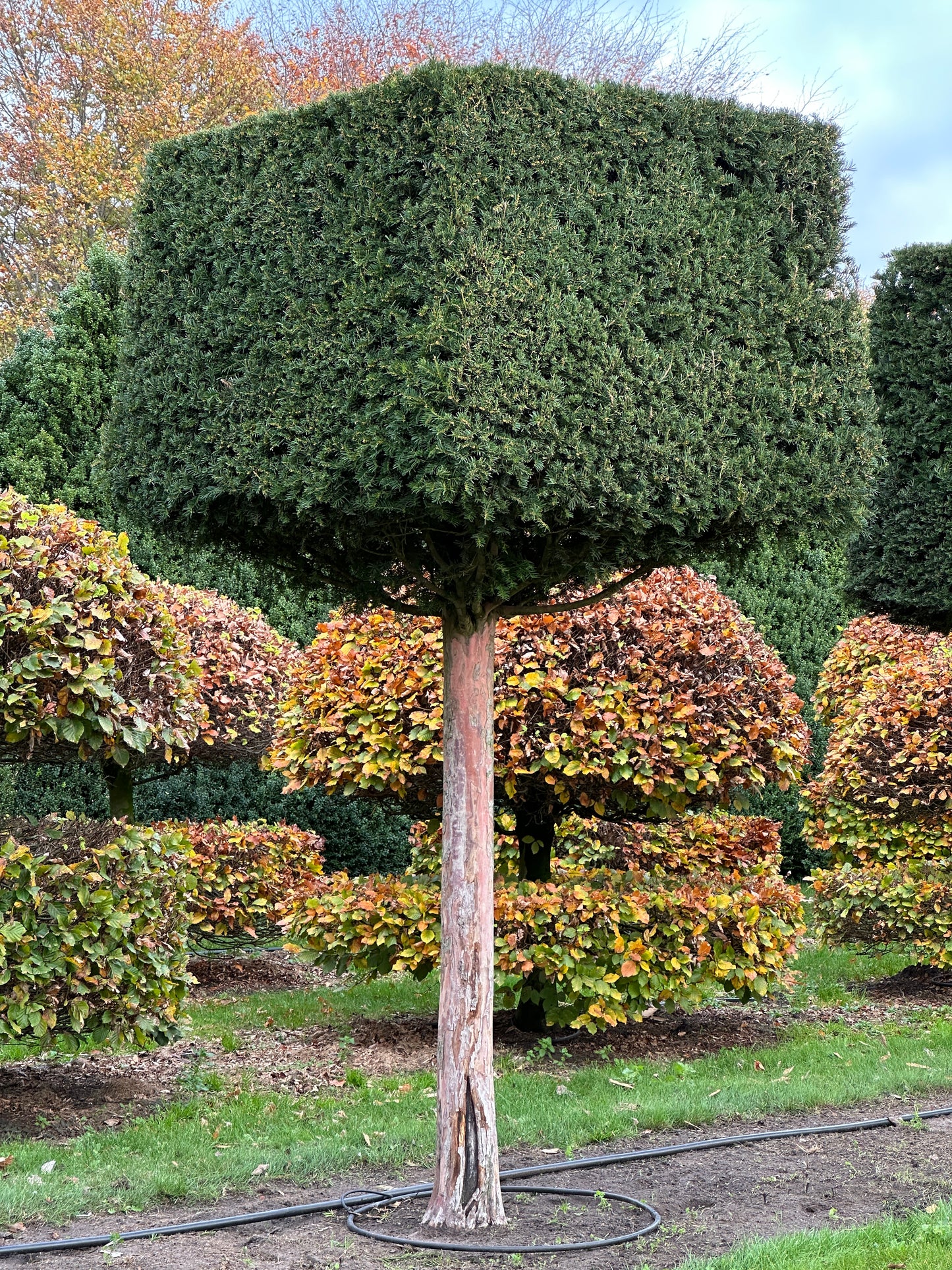 TB TOPIARY #556