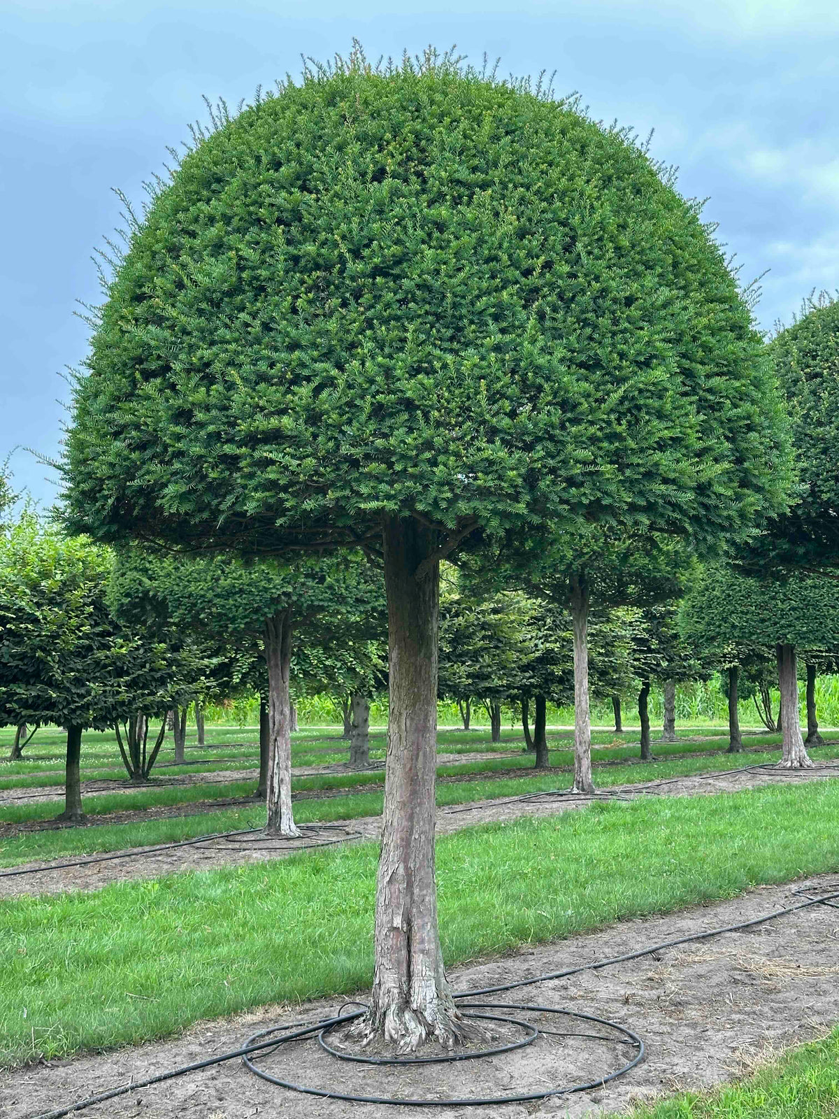 TB TOPIARY #594