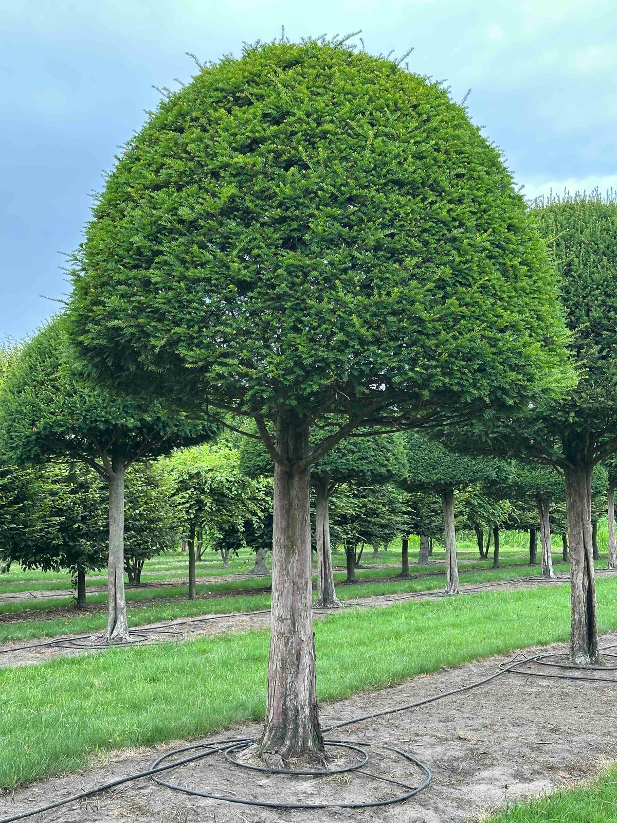 TB TOPIARY #597