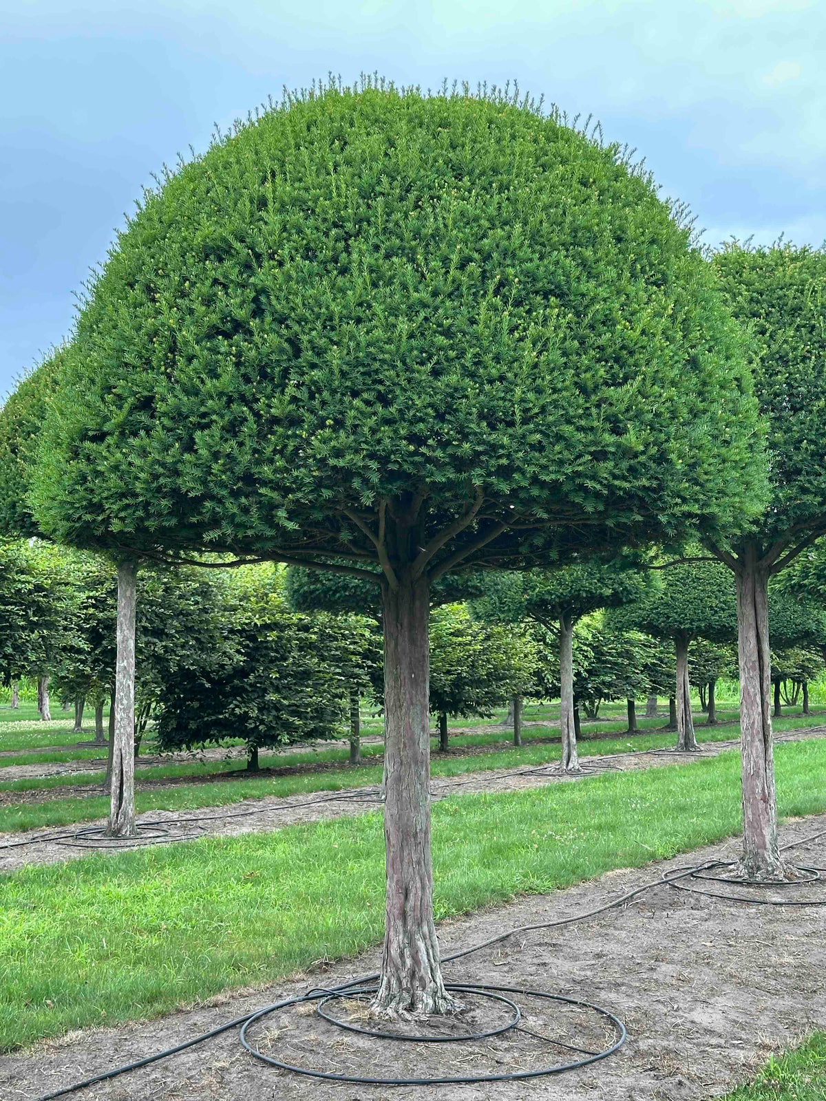 TB TOPIARY #599