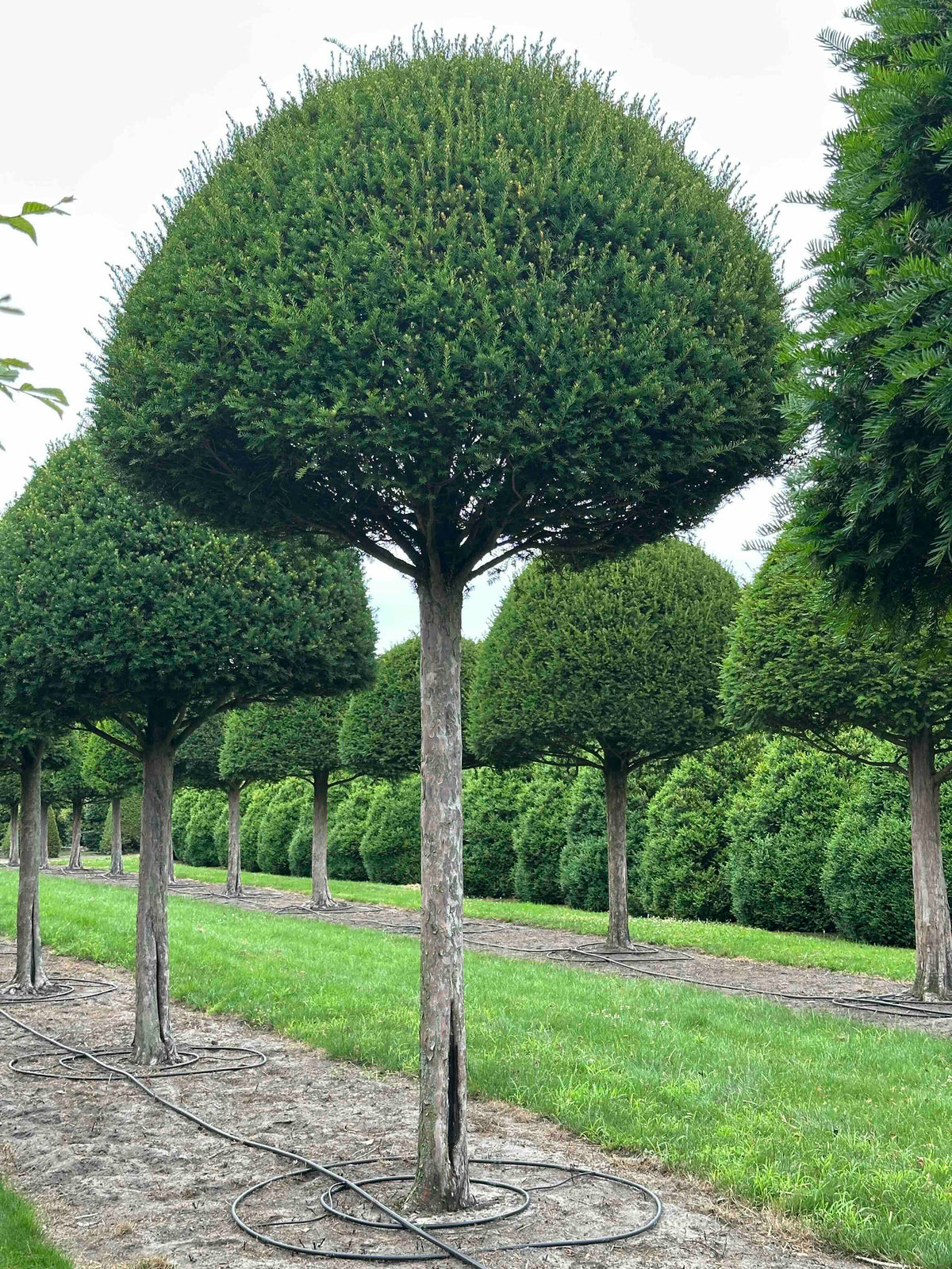 TB TOPIARY #603