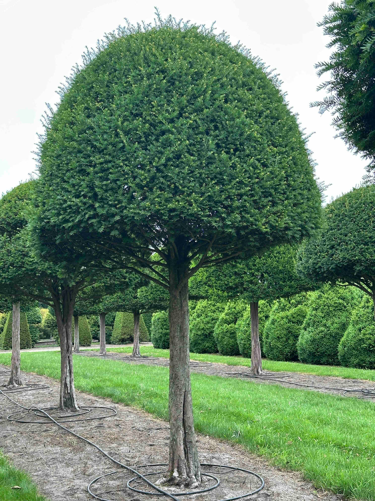 TB TOPIARY #607