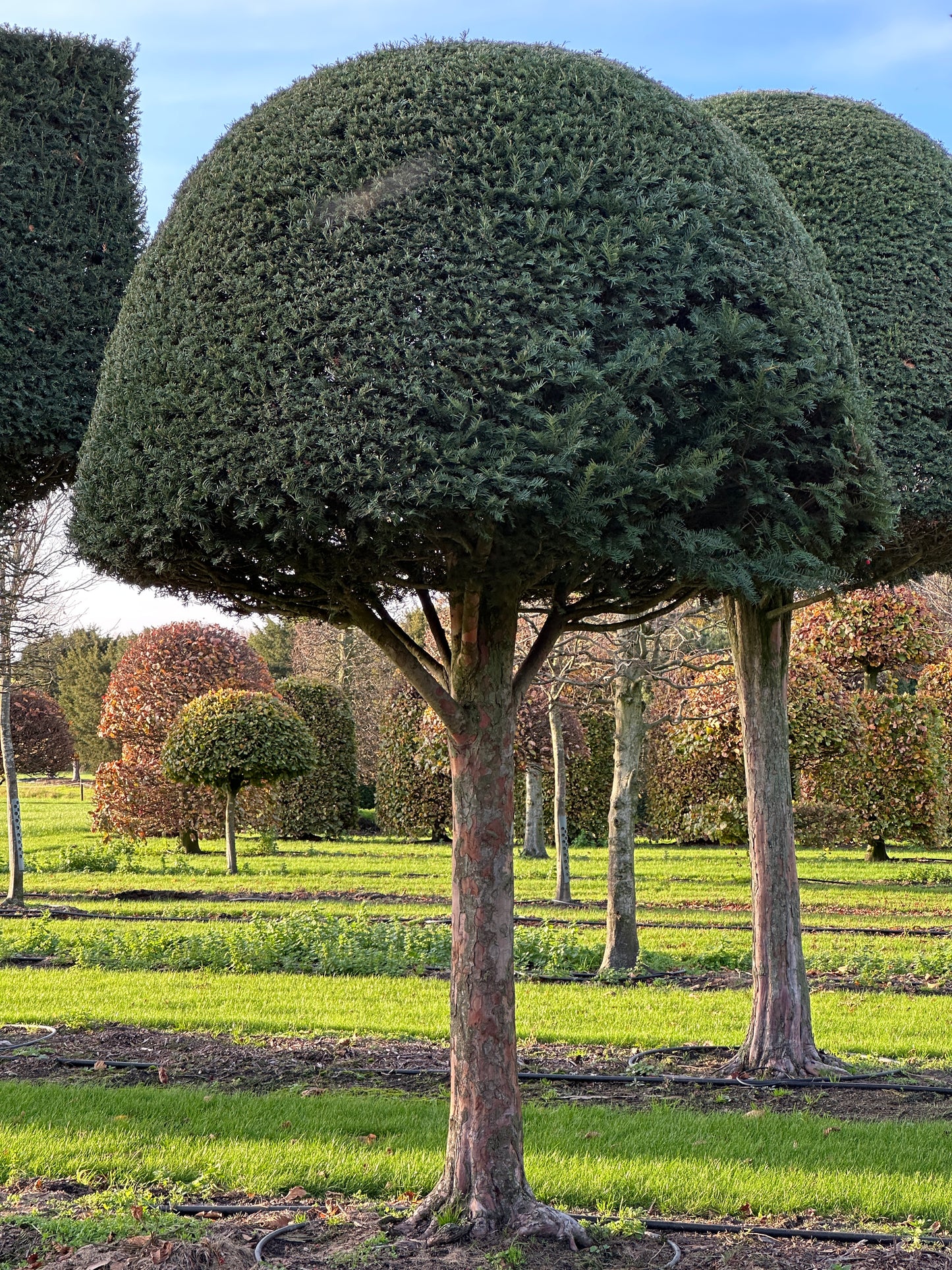 TB TOPIARY #623