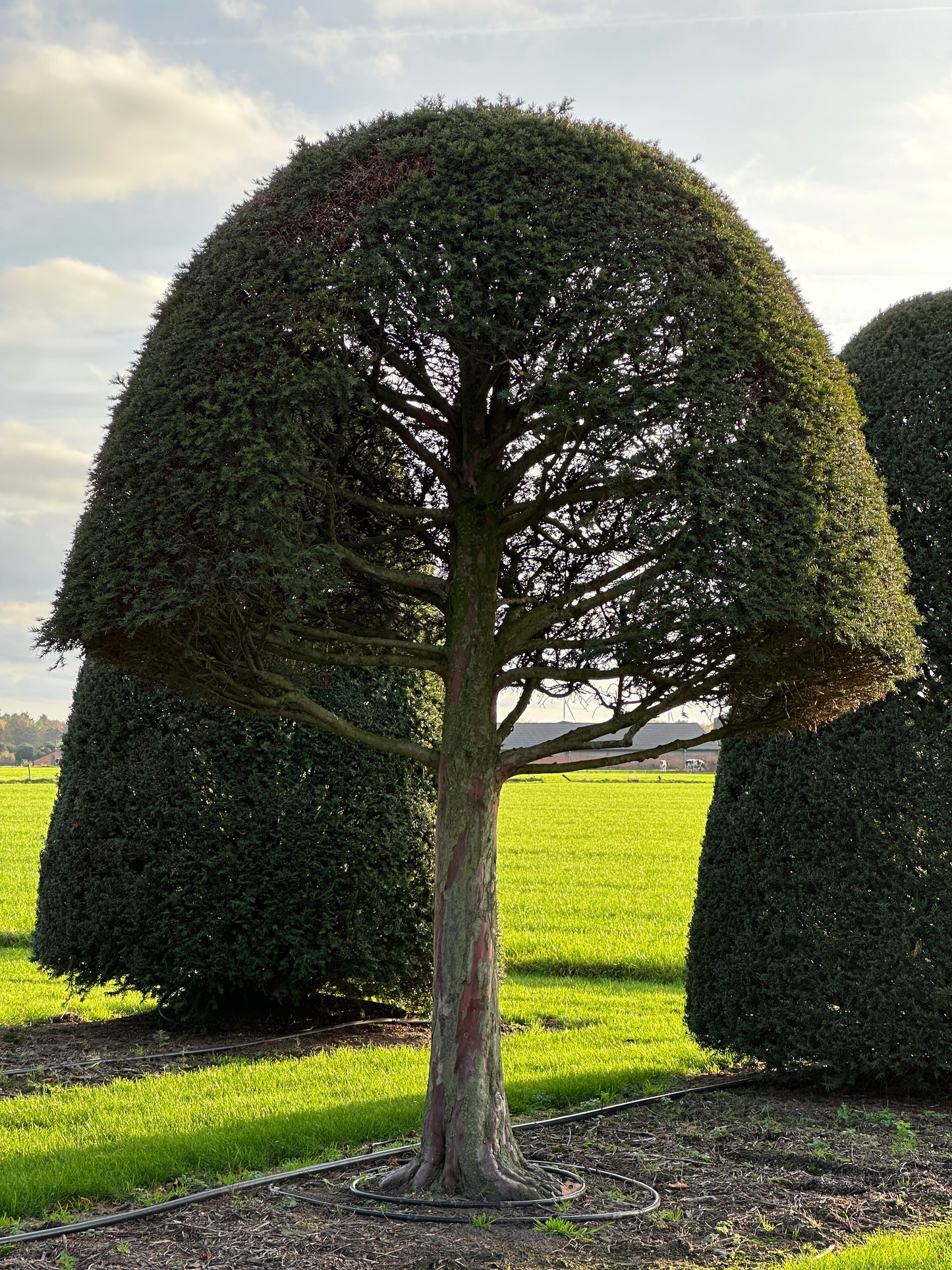 TB TOPIARY #626