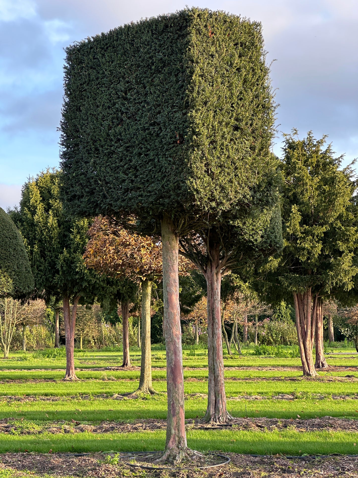 TB TOPIARY #627