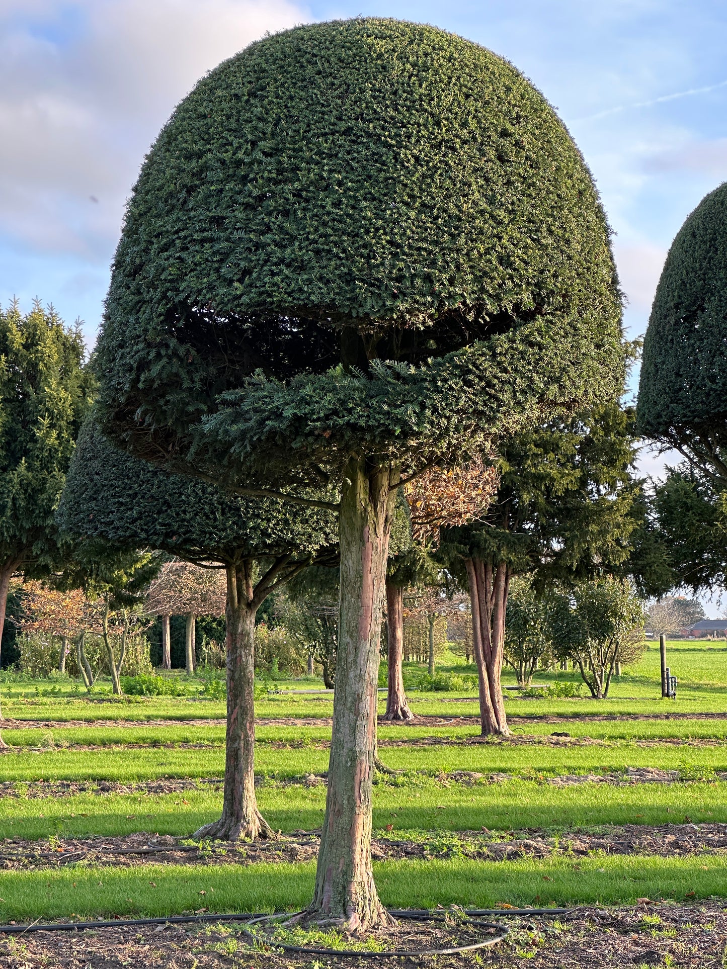 TB TOPIARY #628