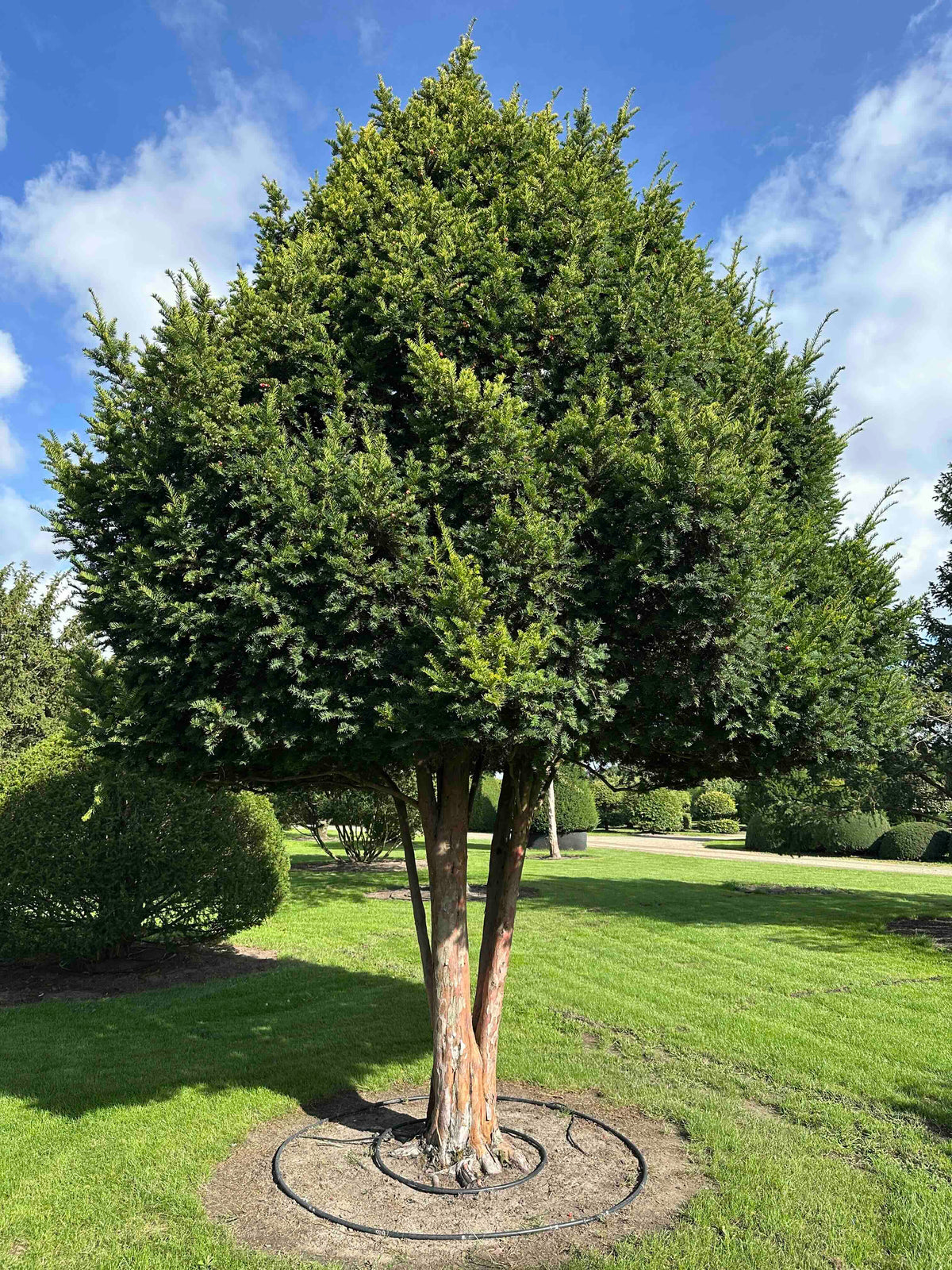TB TREE #092