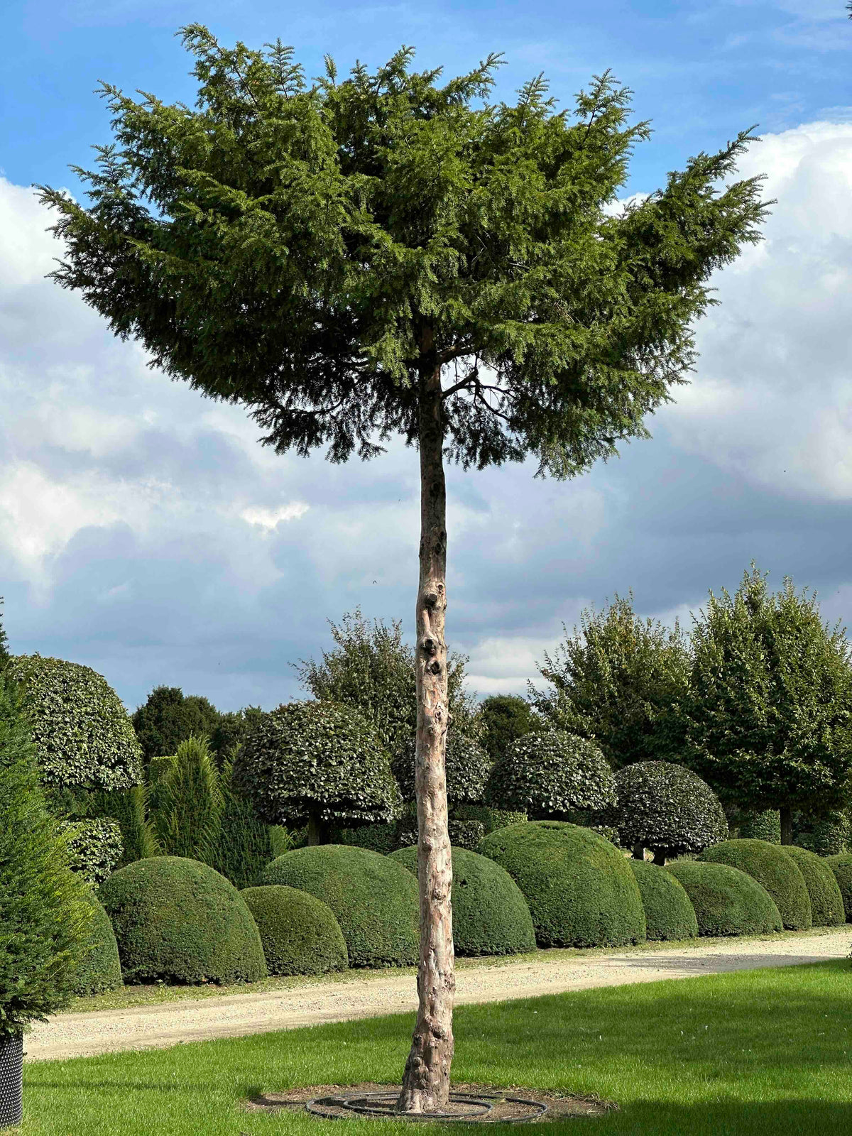 TB TREE #097