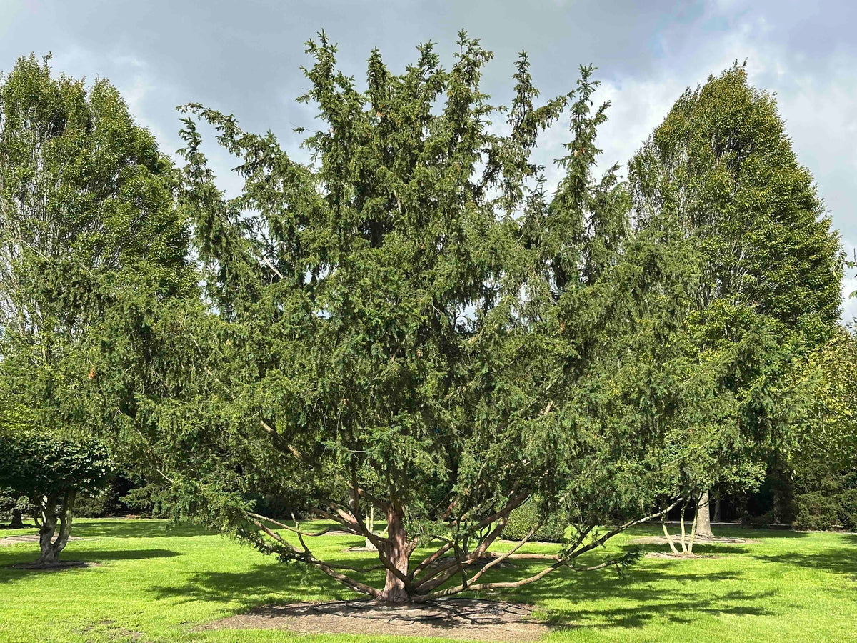TB TREE #102