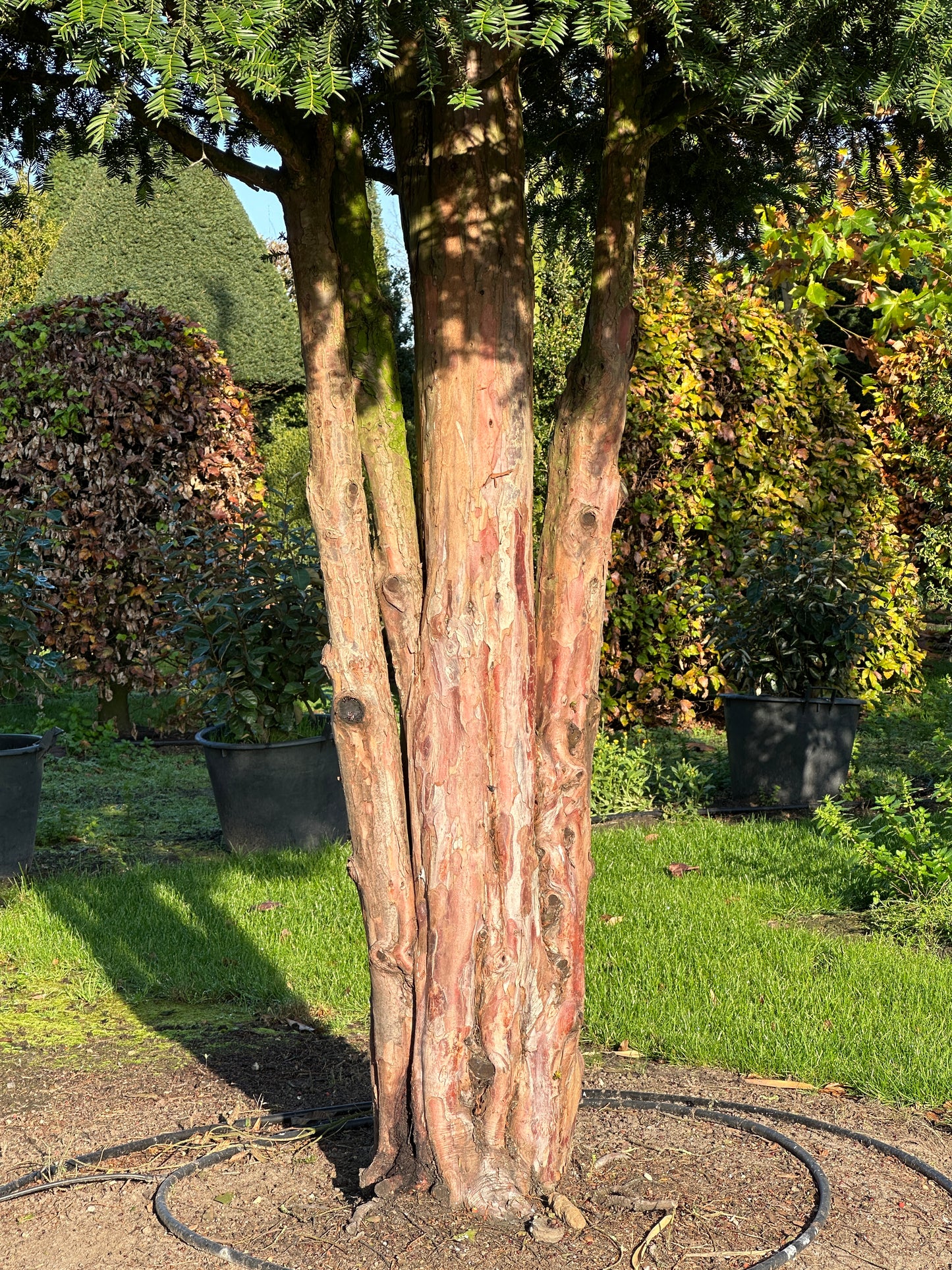 TB TREE #001