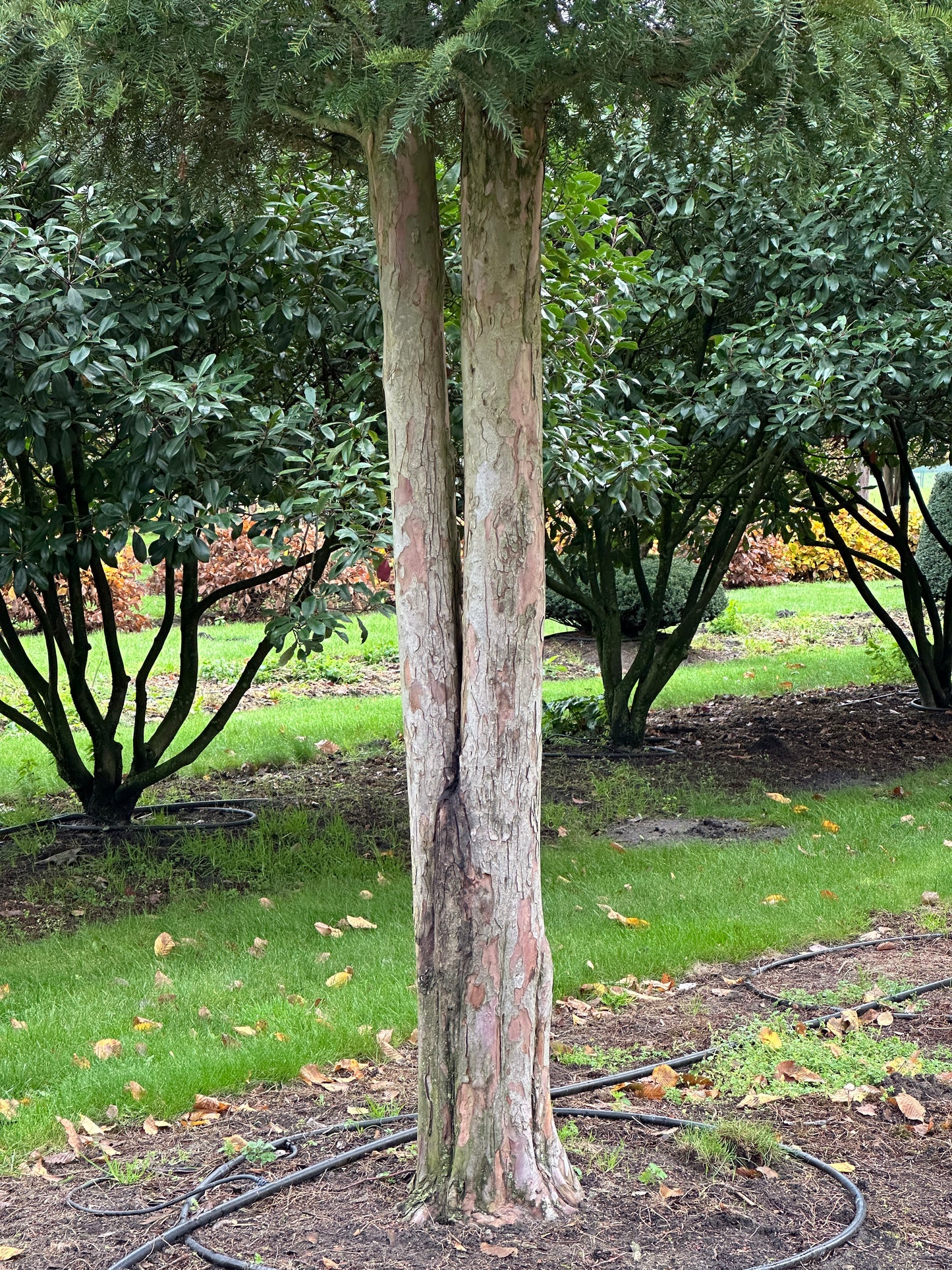 TB TREE #028