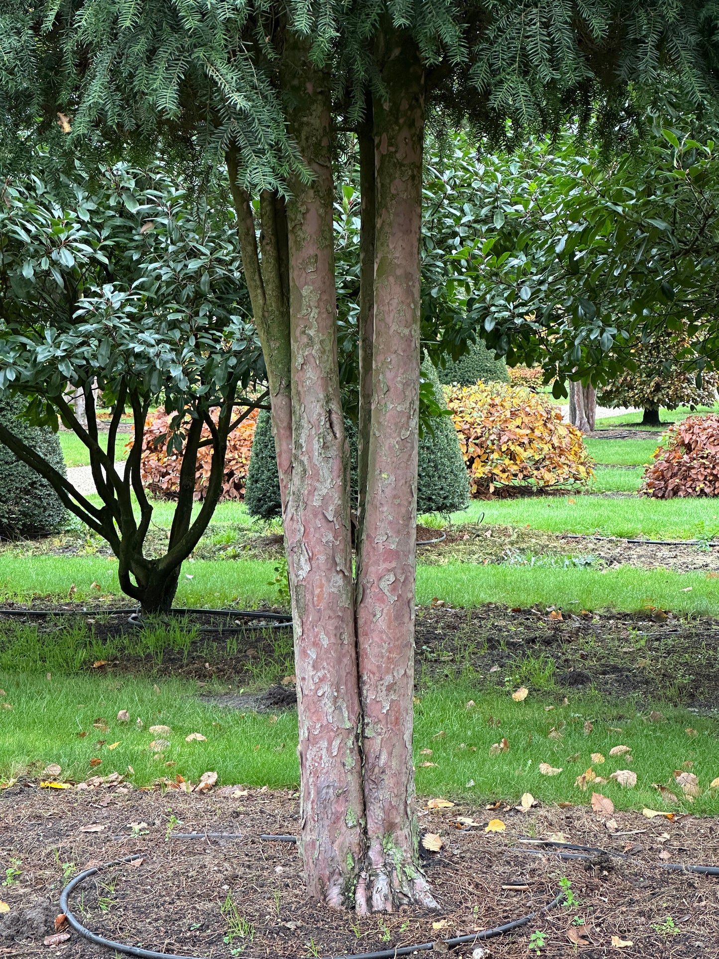 TB TREE #030