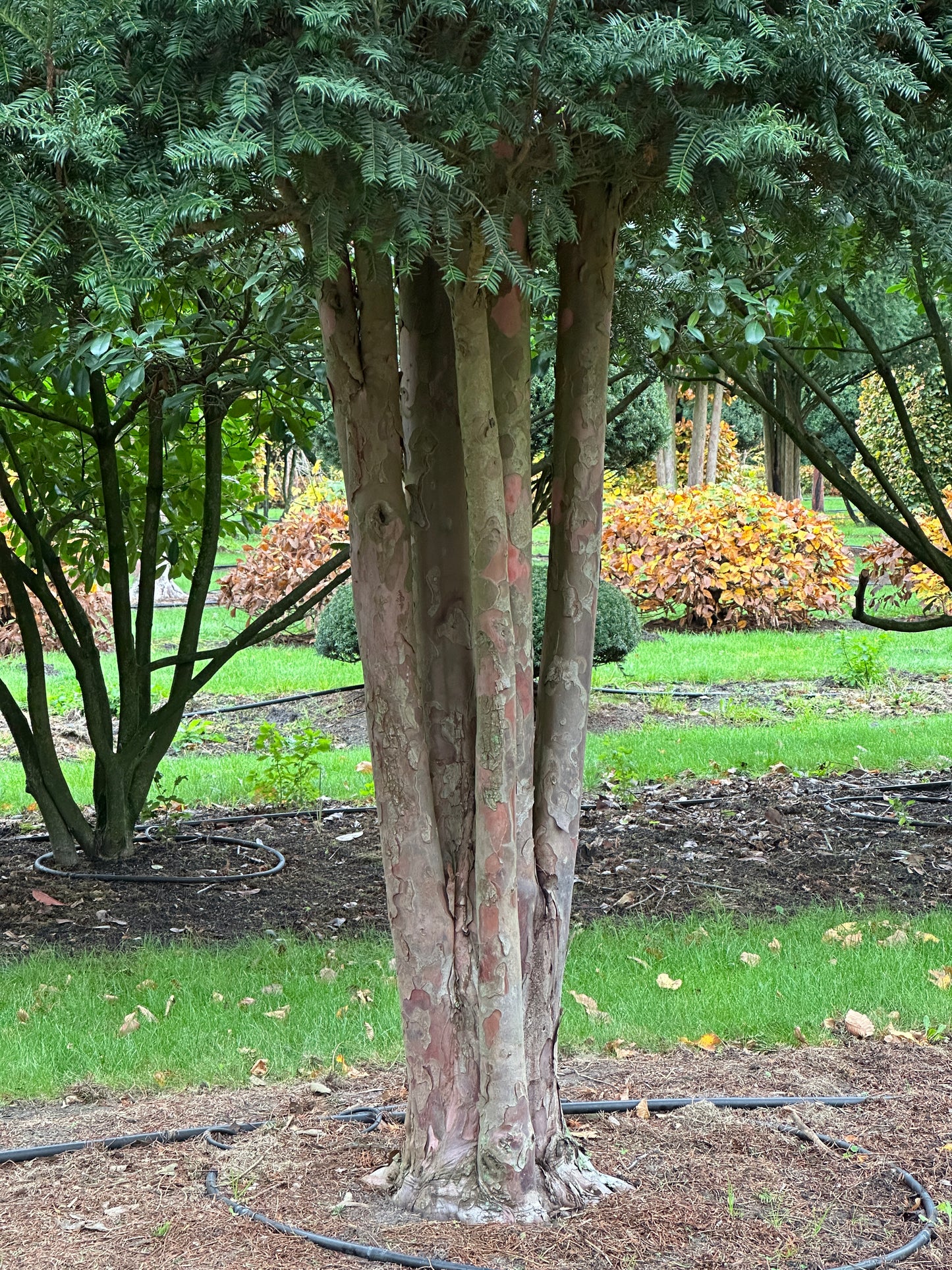 TB TREE #031
