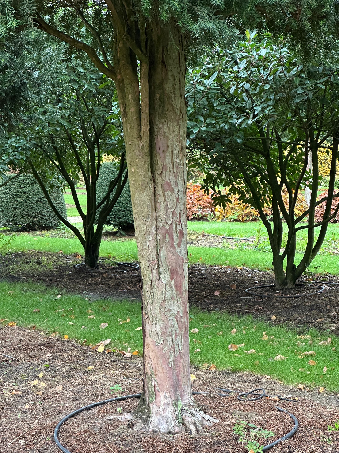 TB TREE #032