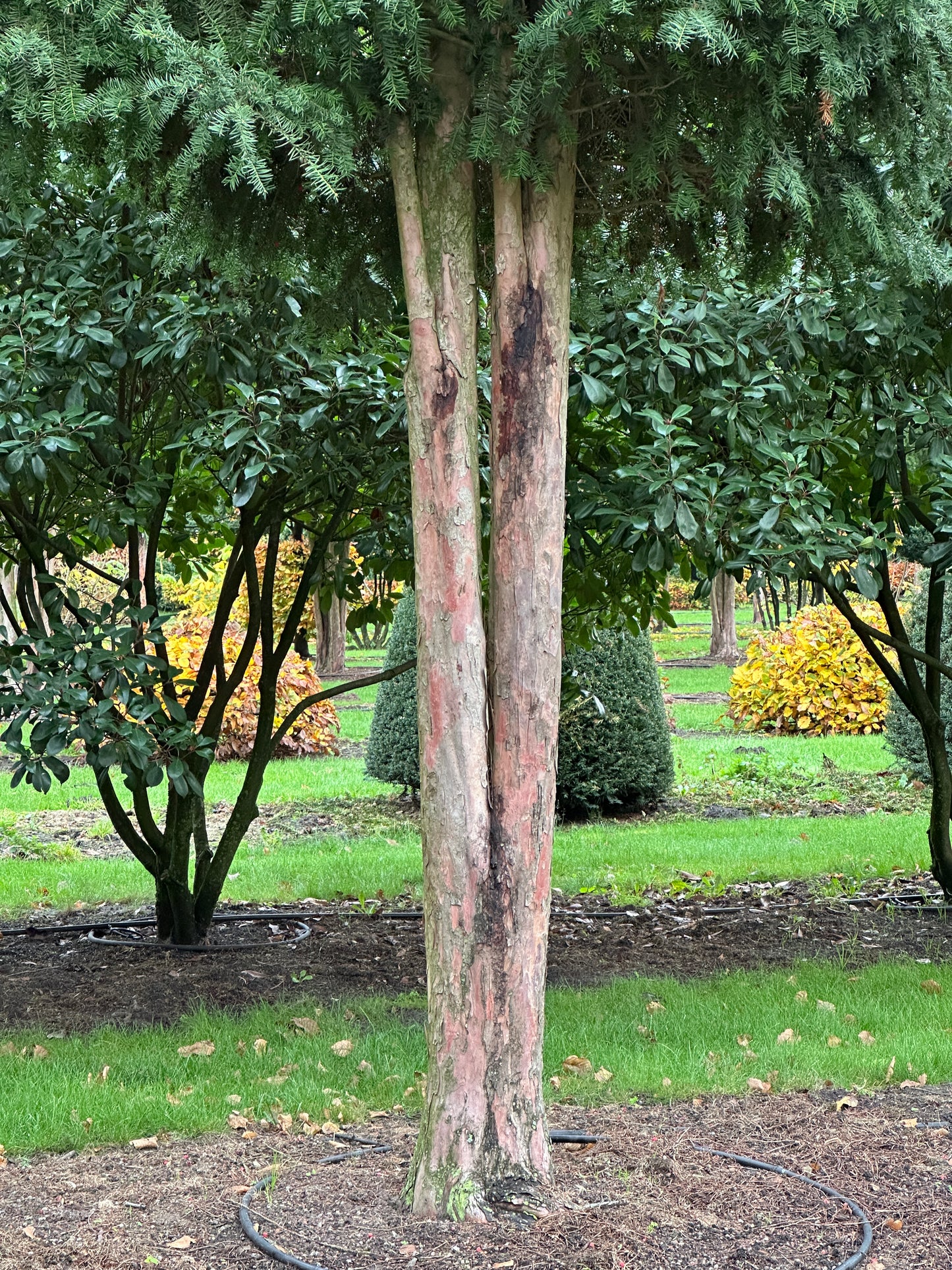 TB TREE #033