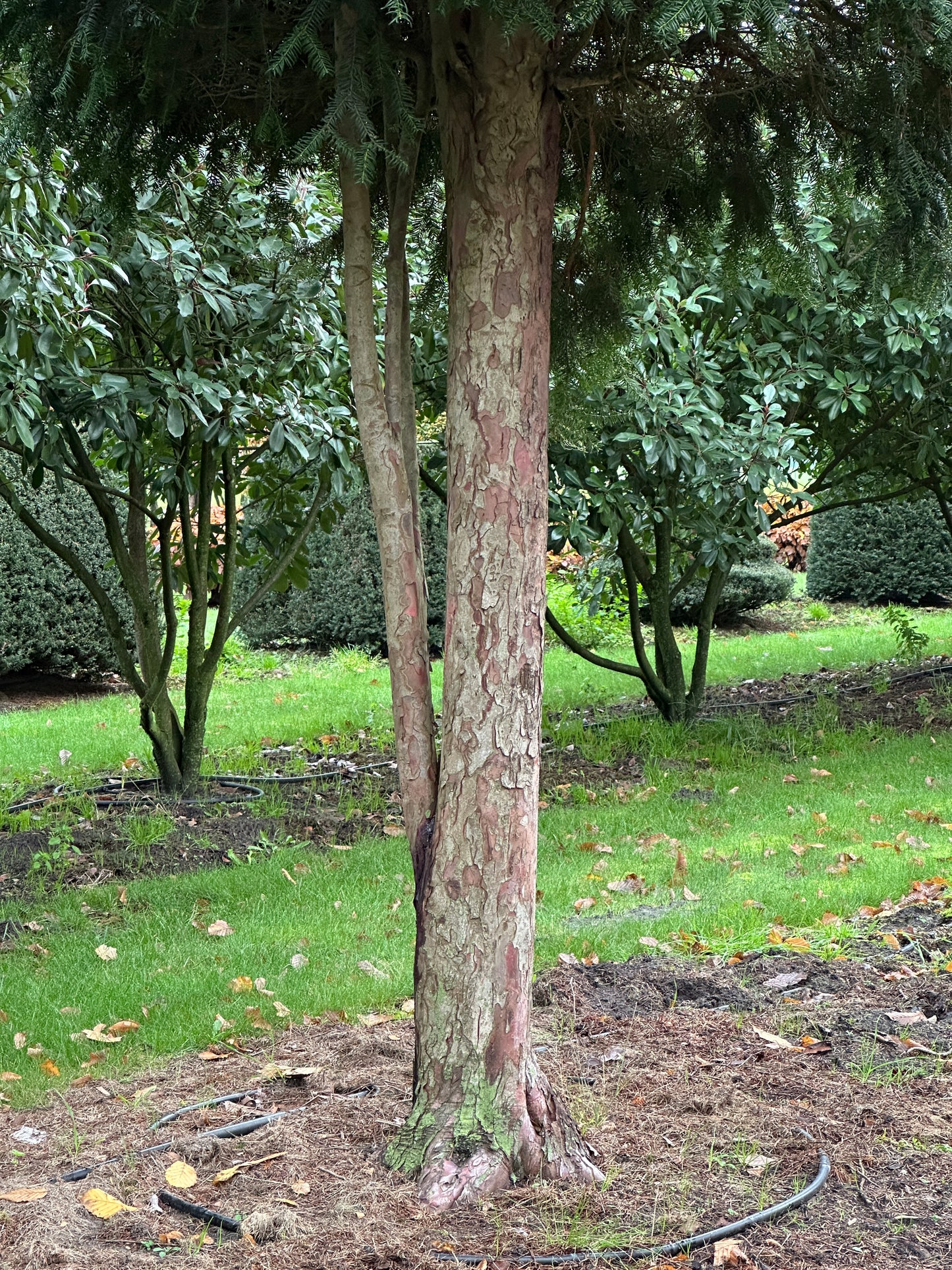 TB TREE #034