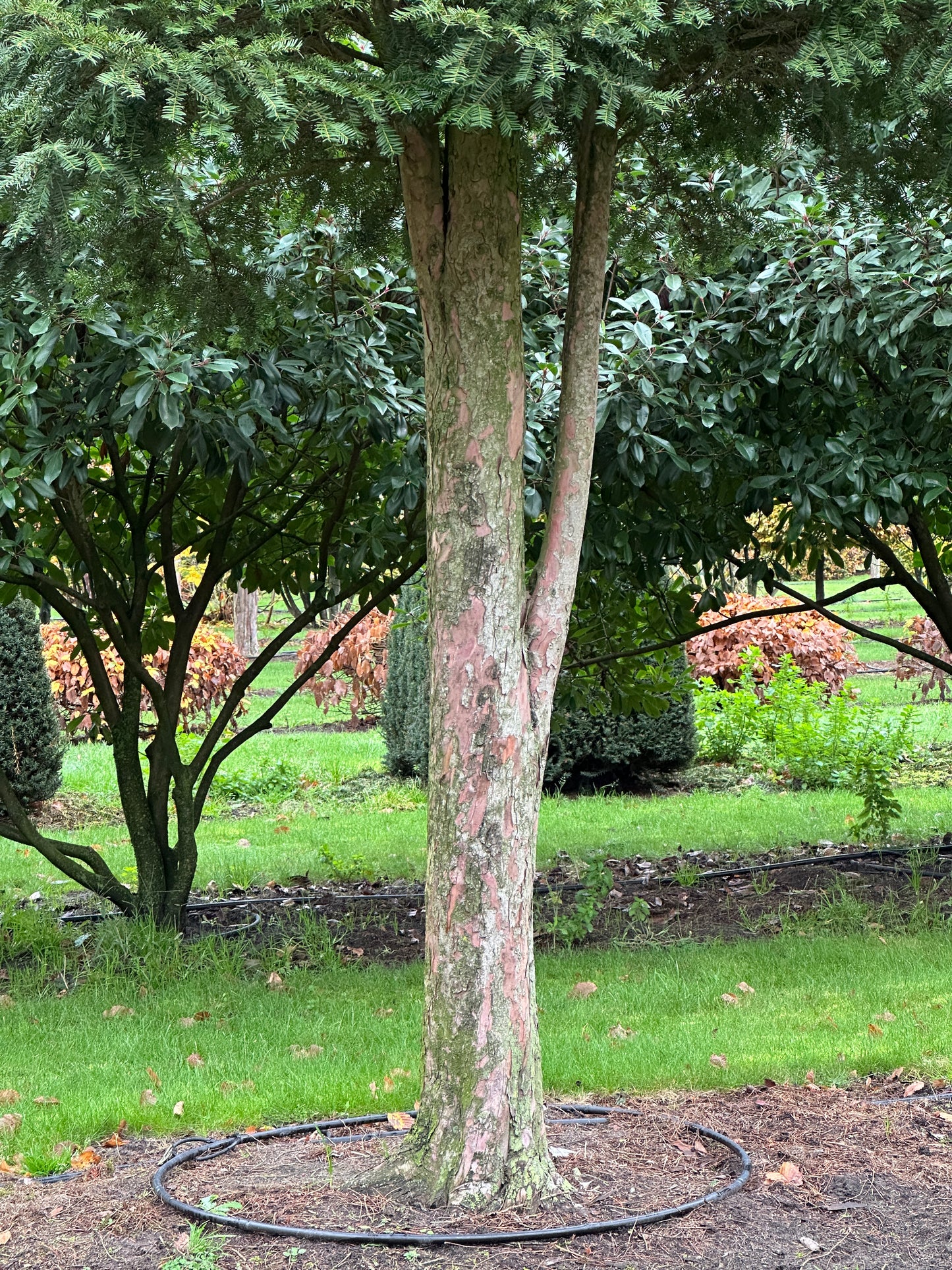 TB TREE #035