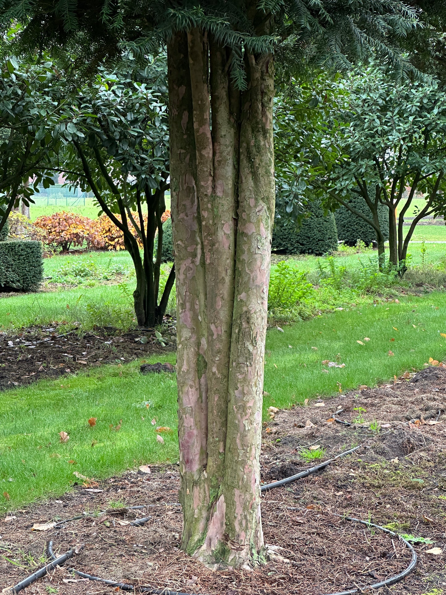 TB TREE #036